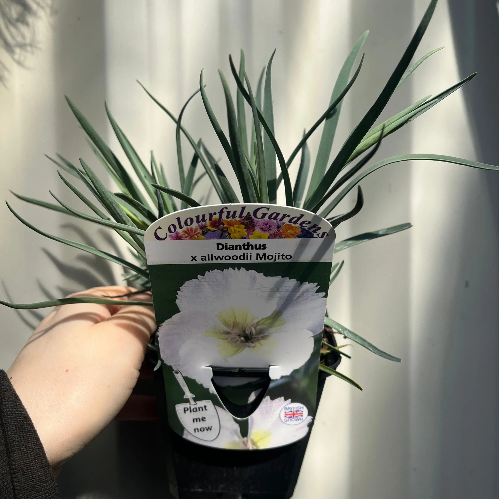 Dianthus x allwoodii 'Mojito' 9cm - Image 2
