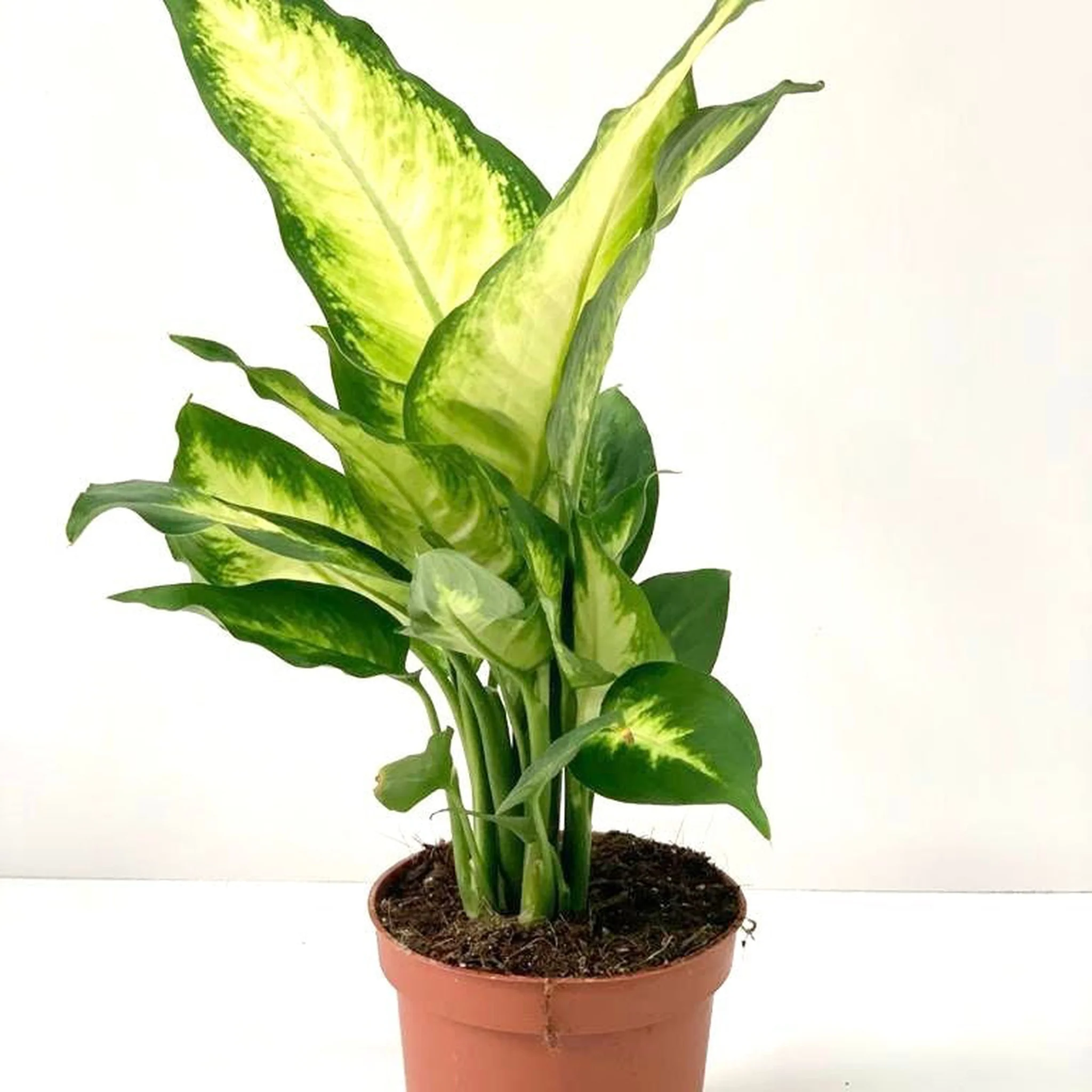 Dieffenbachia Camilla 30-35cm - Image 4