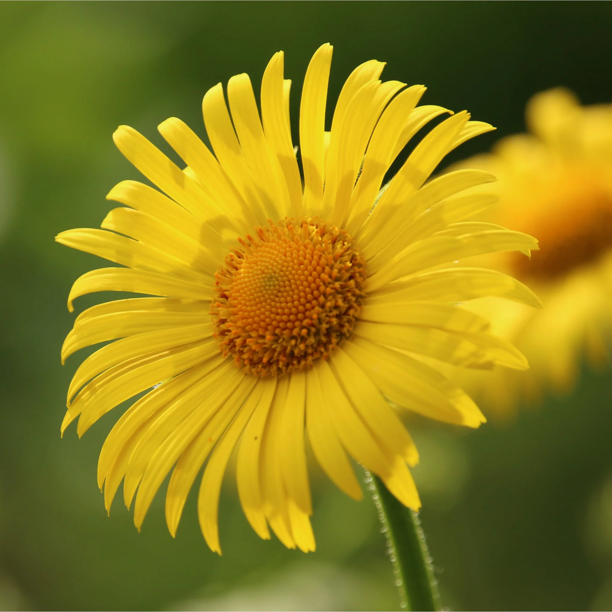 Doronicum orientale 'Little Leo' 9cm - Image 2