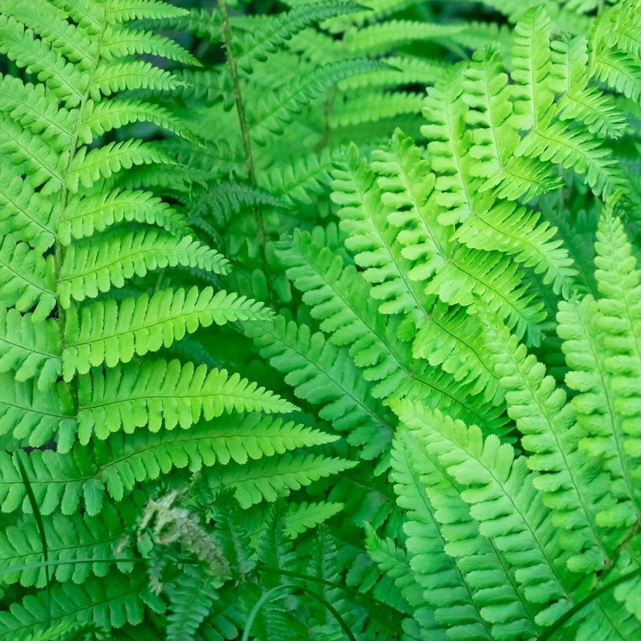 Established Dryopteris Fern - 10L - Image 2