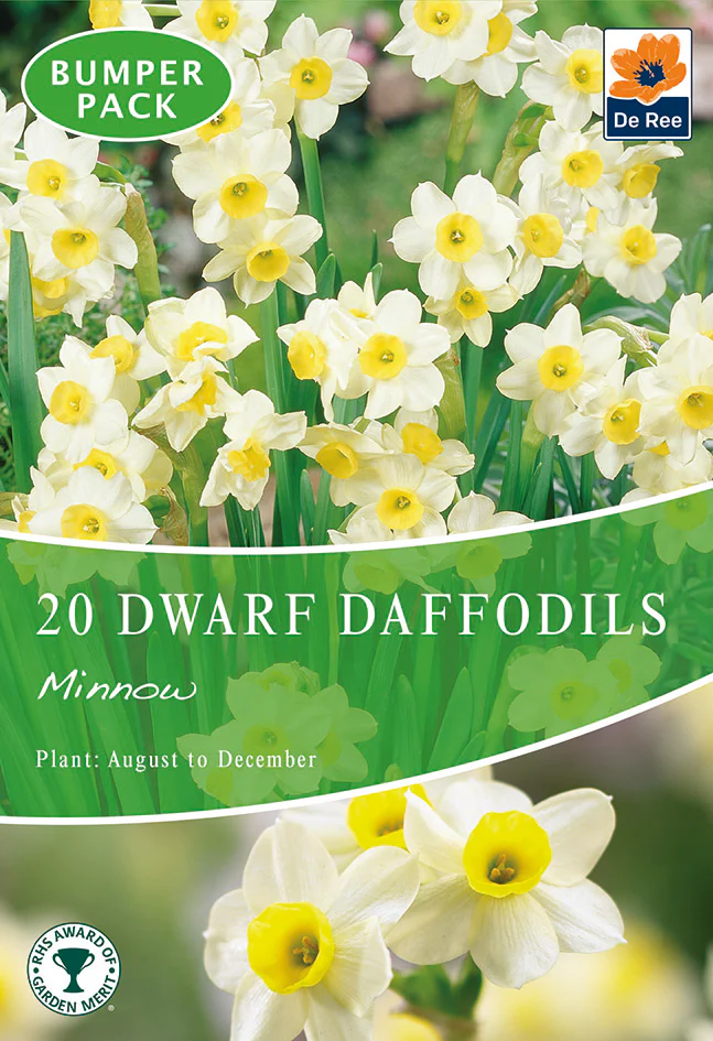 Dwarf Daffodil 'Minnow' (8/18  Bulbs) - Image 3