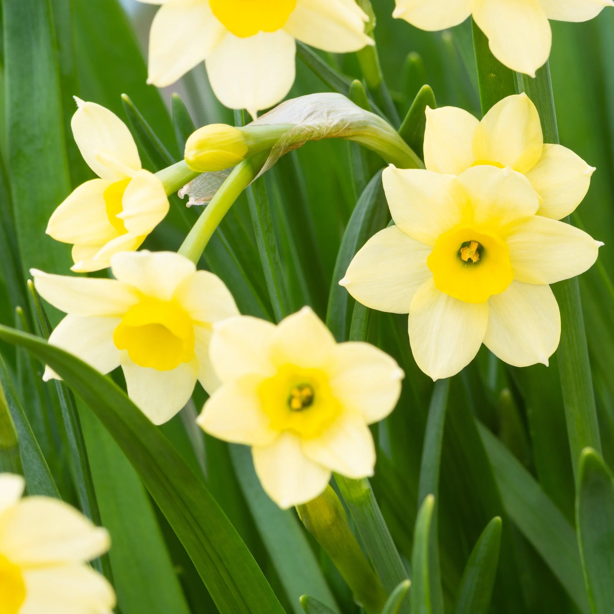 Dwarf Daffodil 'Minnow' (8/18  Bulbs) - Image 4
