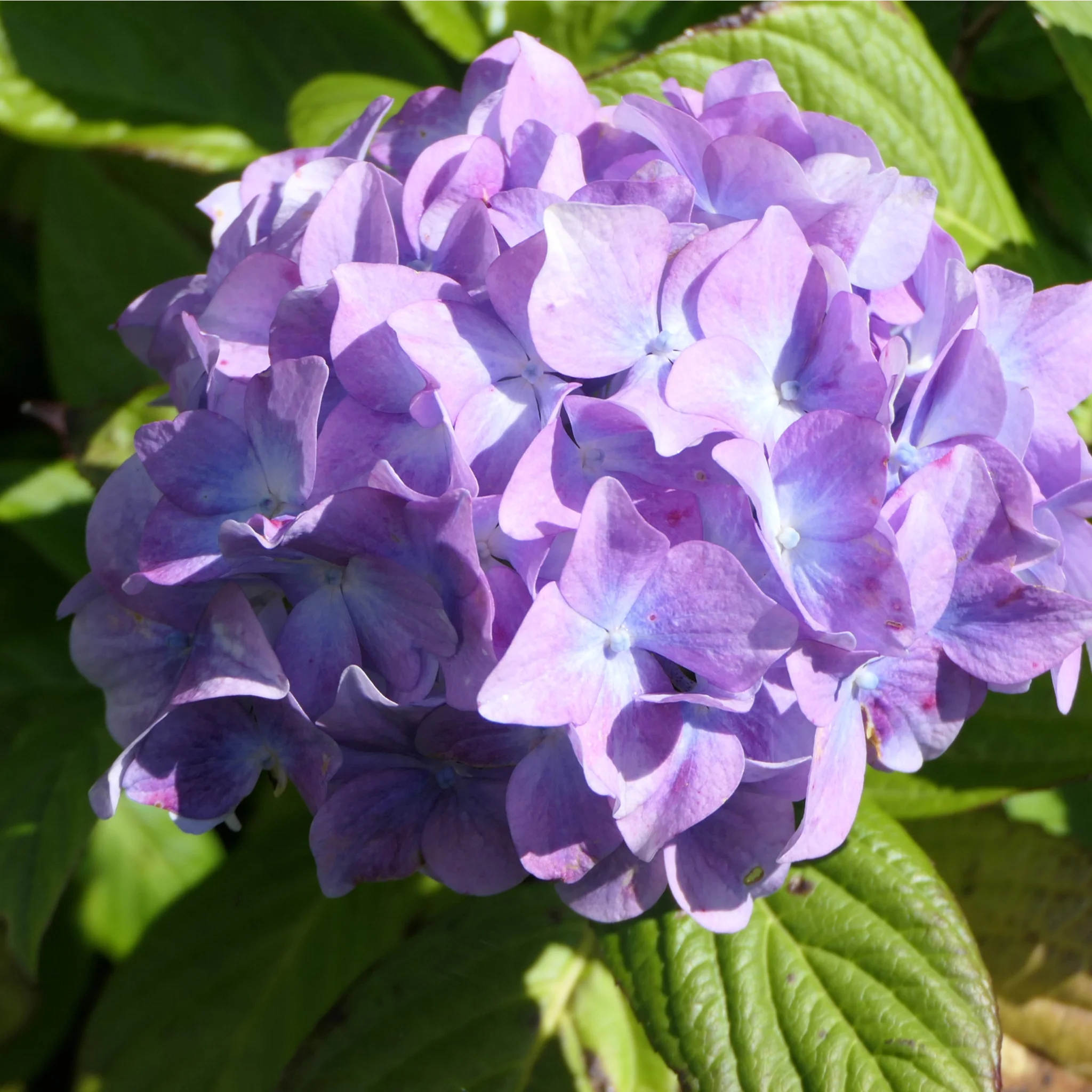 Dwarf Hydrangea | Hydrangea macrophylla 'Little Purple' 2L - Image 2