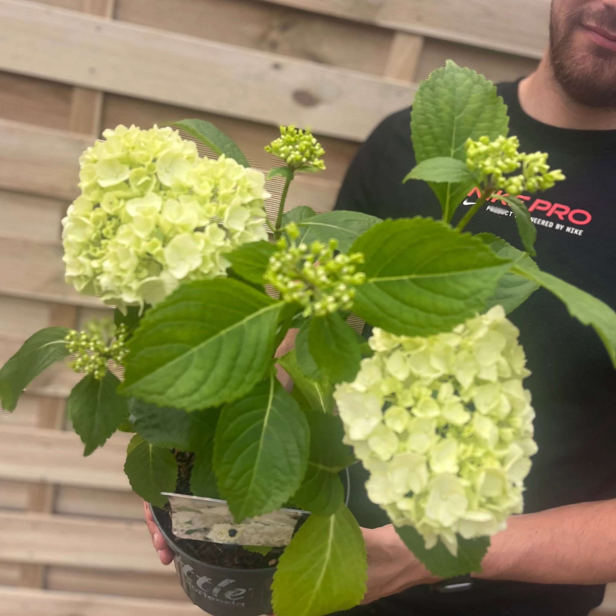 Dwarf Hydrangea | Hydrangea macrophylla 'Little White' 2L - Image 2