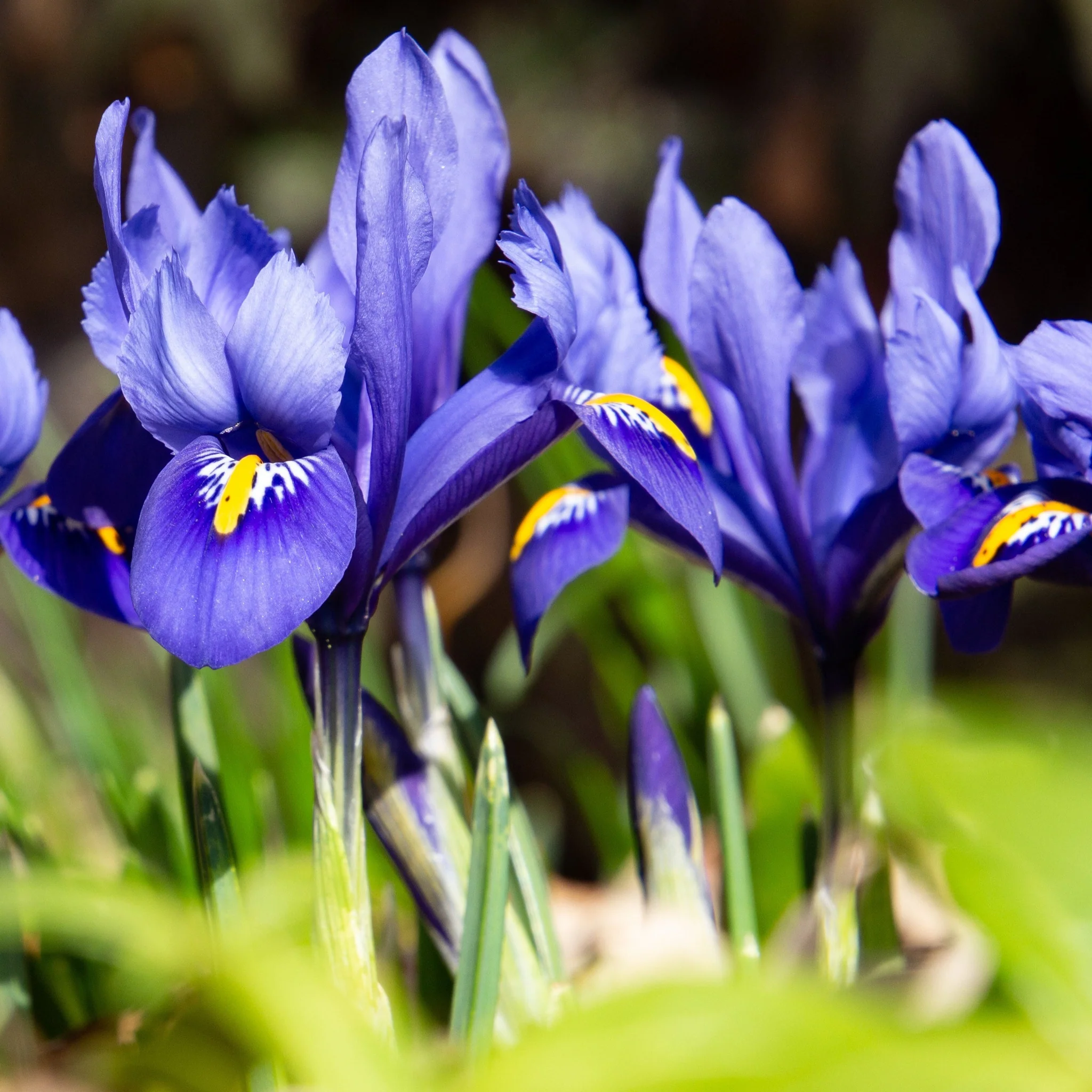 Dwarf Iris 'Reticulata Blue' (8 Bulbs) - Image 2