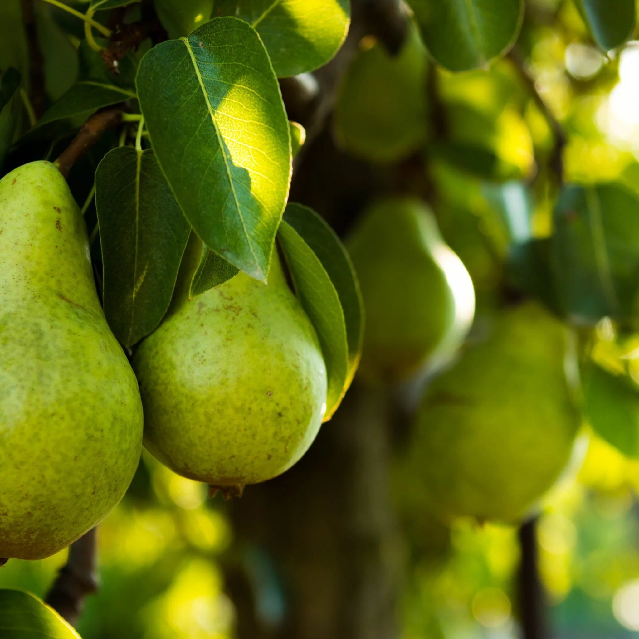 Dwarf Patio Pear Tree 'Williams' Bon Chretien' 1M