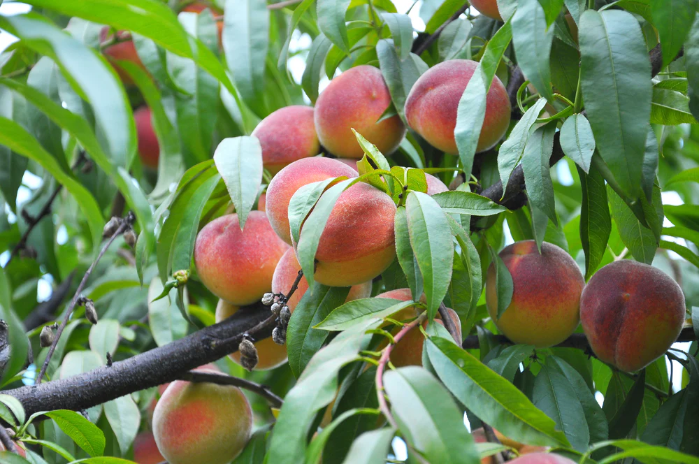 Patio Nectarine Tree - Prunus Persica nucipersica - Nectarine 1m - Image 3