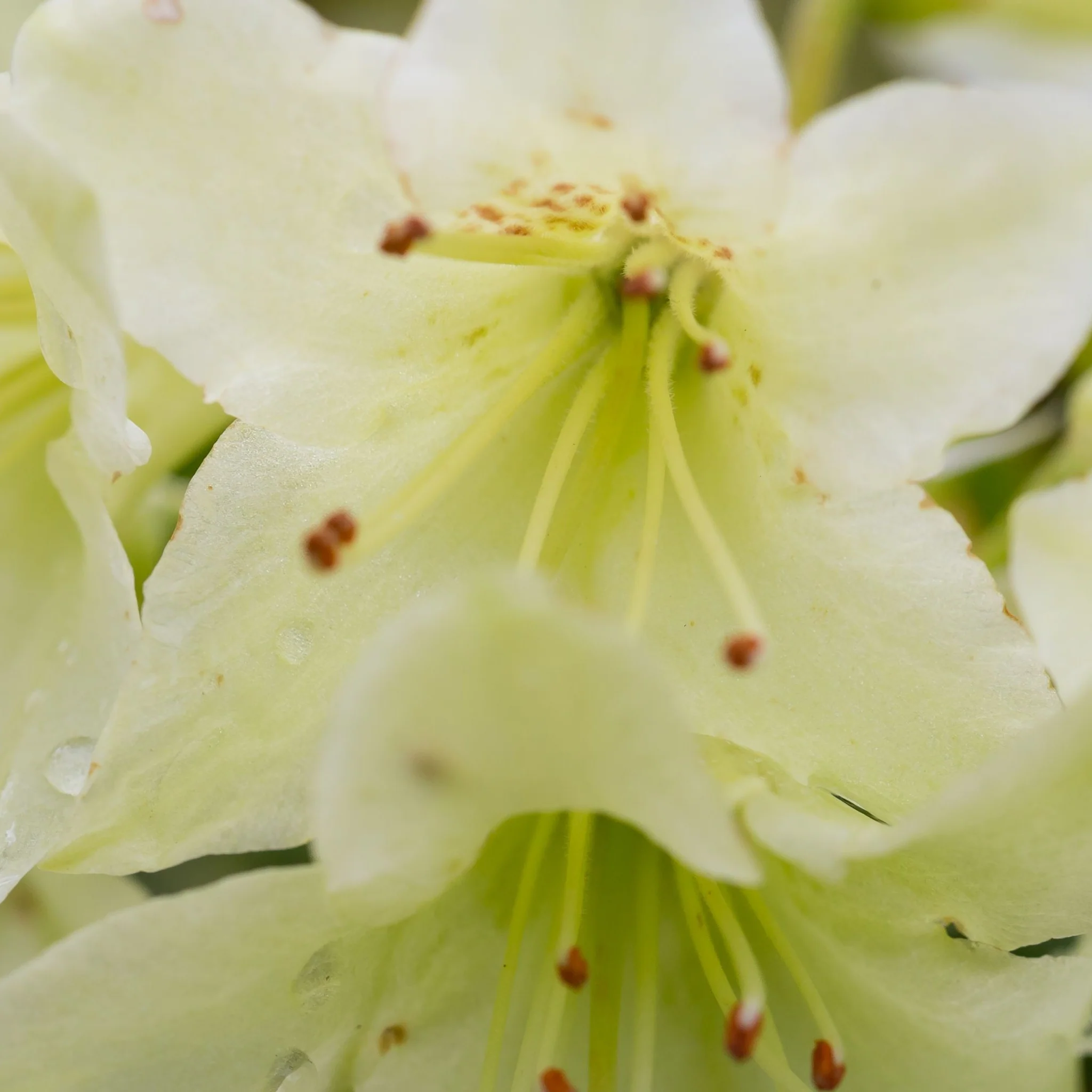 Dwarf Rhododendron 'Shamrock' 1L - Image 2