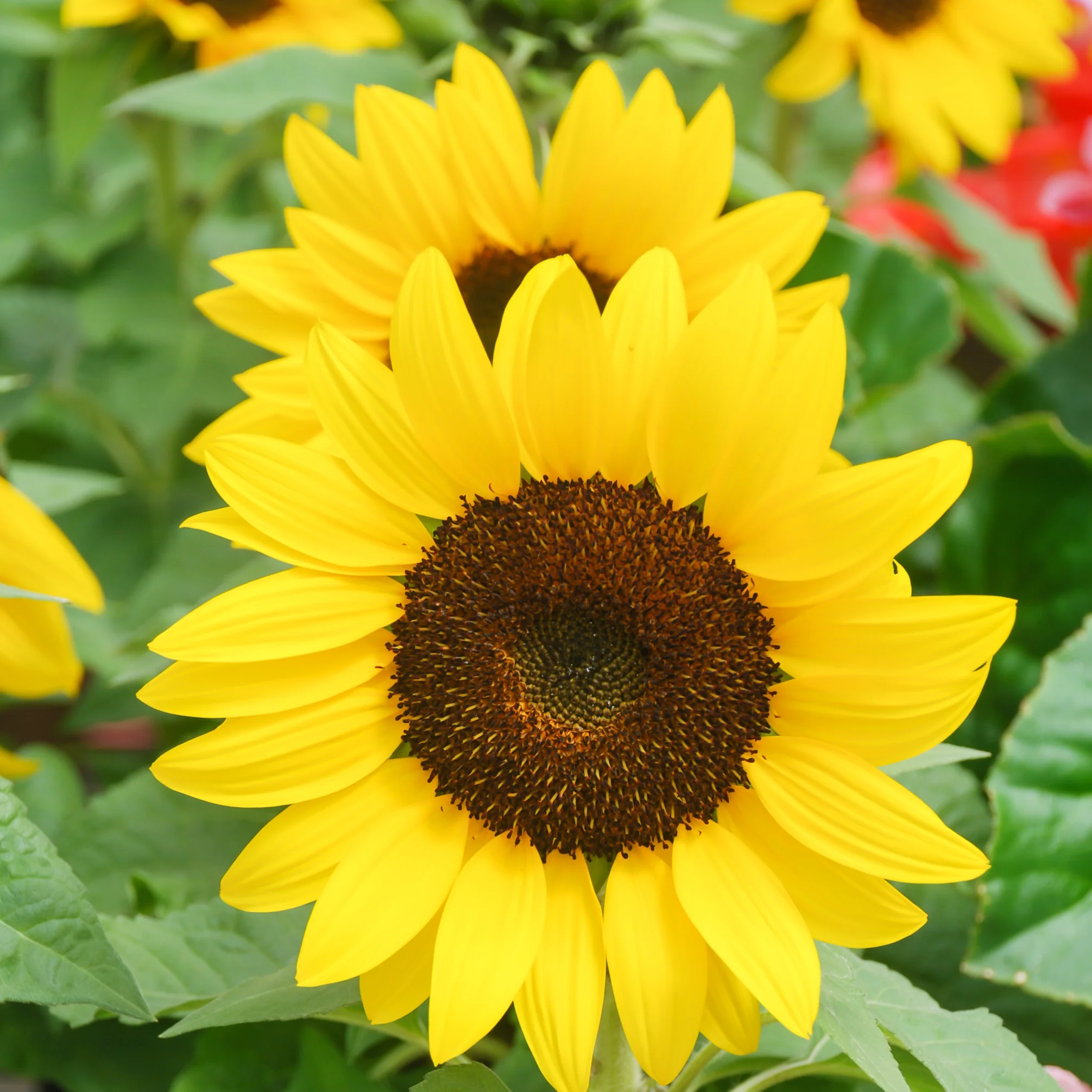 Dwarf Sunflower (13cm Pot) - Image 2