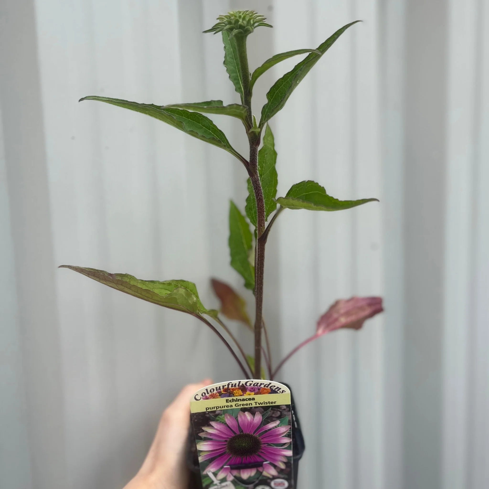 Echinacea purpurea 'Green Twister' 9cm - Image 2