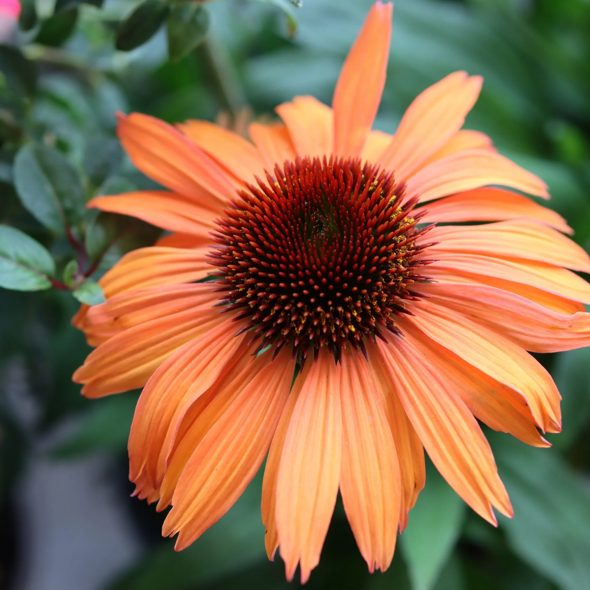 Echinacea purpurea Prairie Blaze Orange Sunset 9cm Pot - Image 2