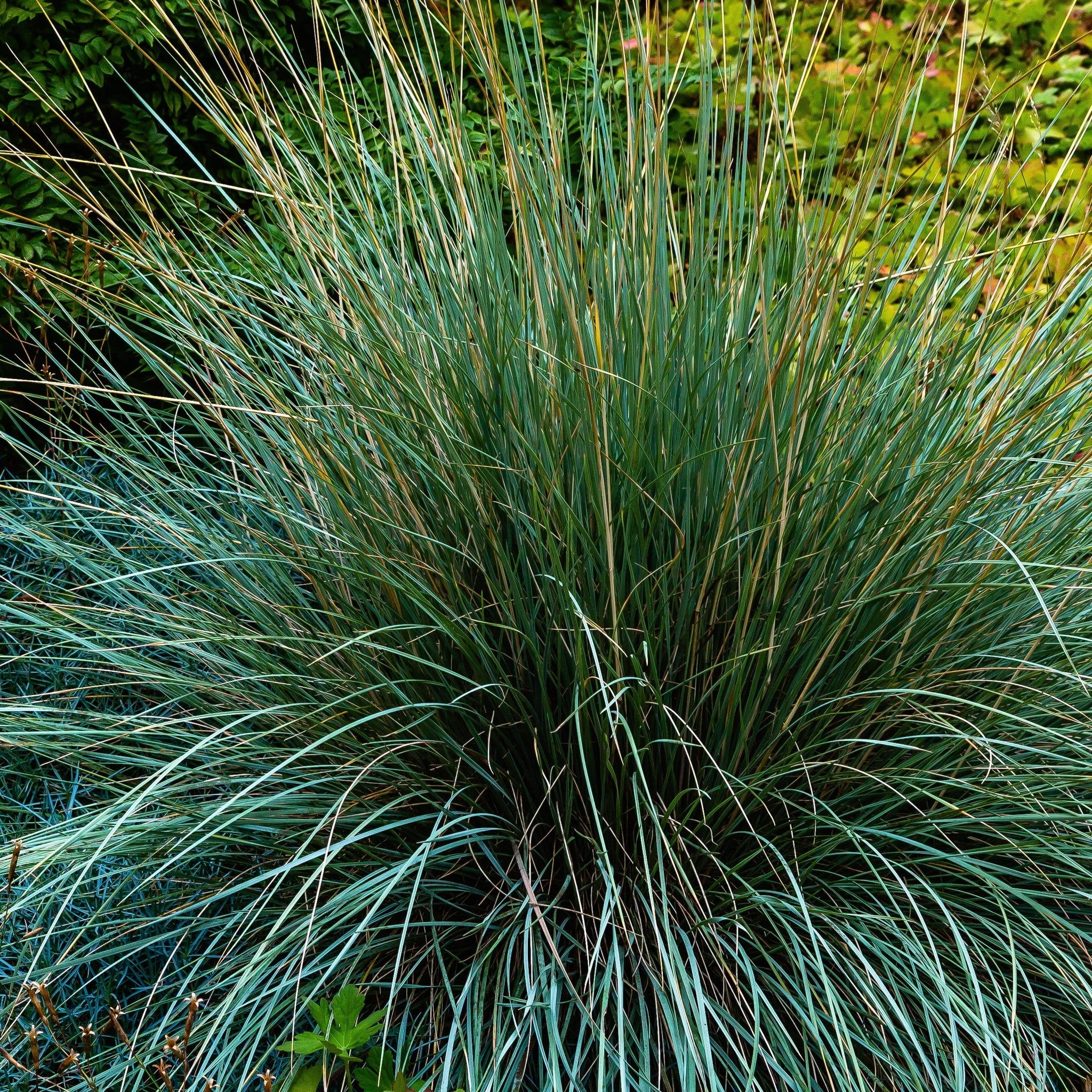 Blue Grass - Festuca Elijah Blue - Image 4