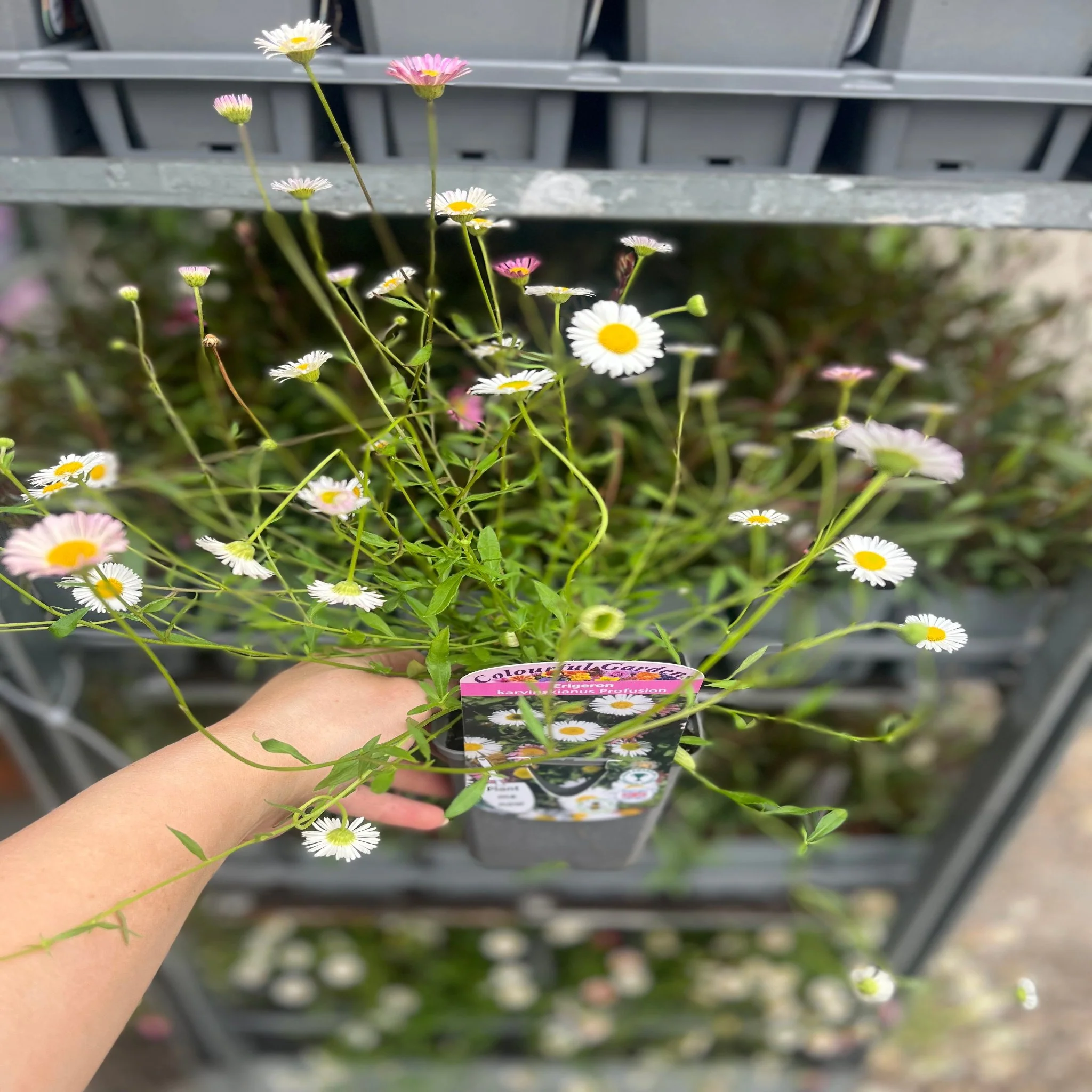 Erigeron karvinskianus profusion 9cm/2L - Image 4
