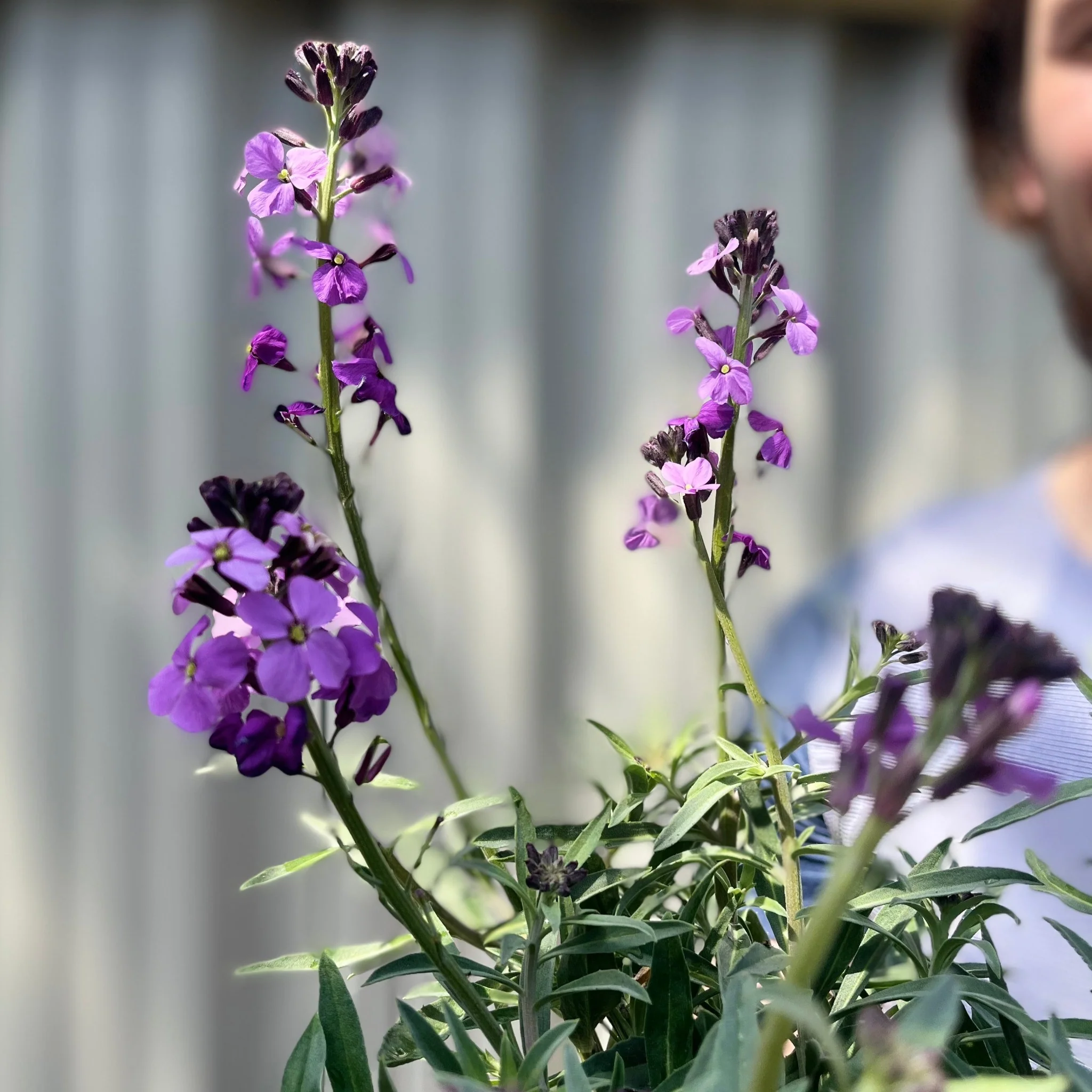 Erysimum 'Bowles Mauve' (Three Sizes Available) - Image 7