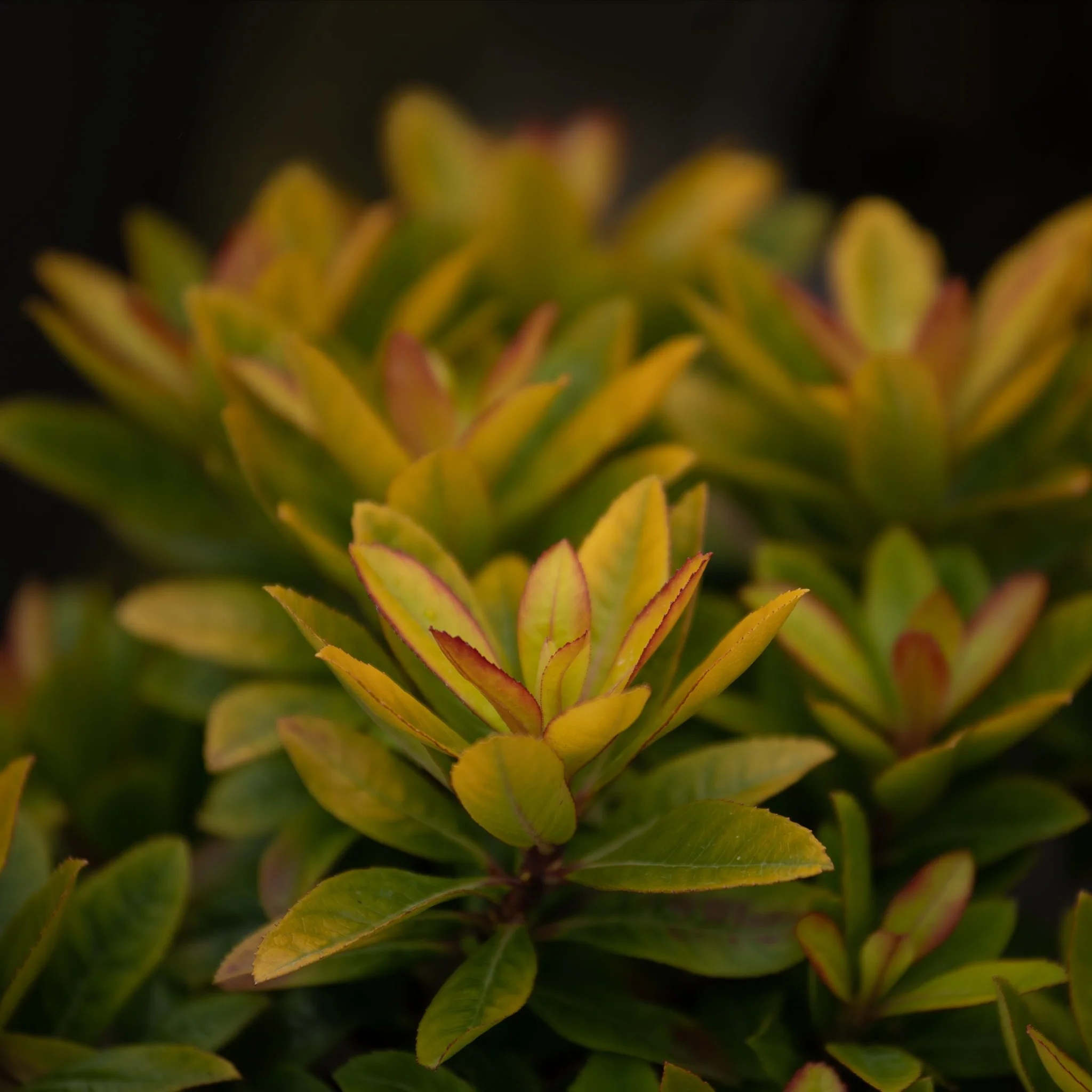 Escallonia 'Glowing Embers' 9cm