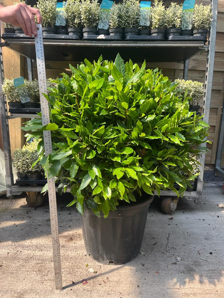 Established Laurus Nobilis Ball (Bay Leaf Ball) 10L / 15L / 24L / 30L - Image 3