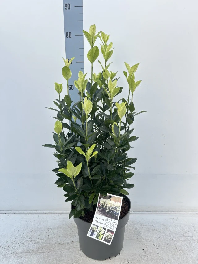 Euonymus japonica 'Himalaya' 9cm/2L/5L - Image 9