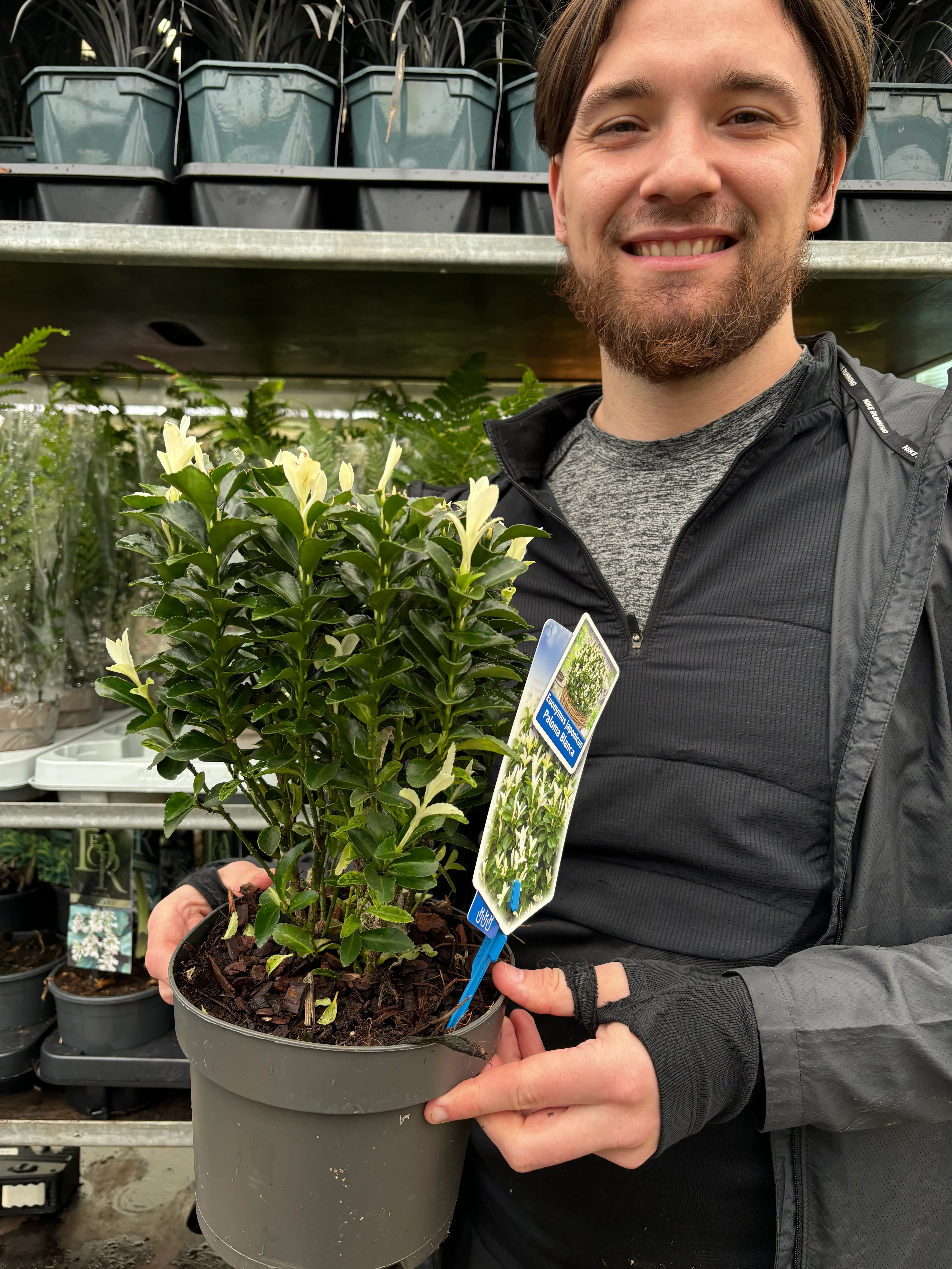 Euonymus fortunei 'Paloma Blanca' 9cm/1.5L/2L/5L (Multibuy Offers Available) - Image 5