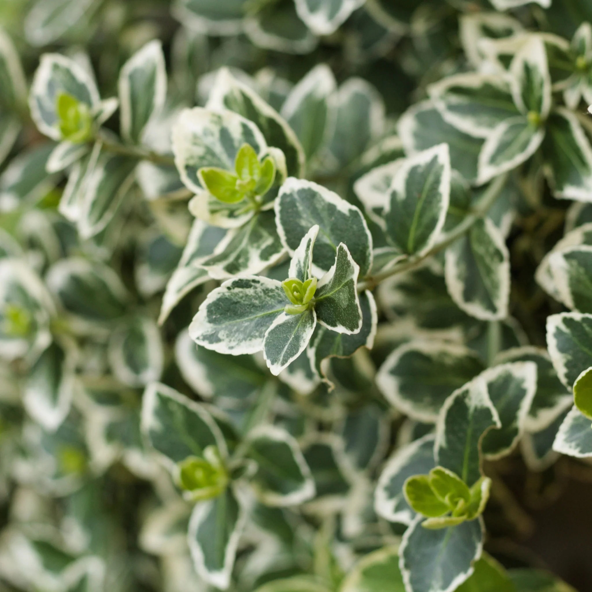 Euonymus japonicus 'Kathy' 9cm / 2L - Image 2