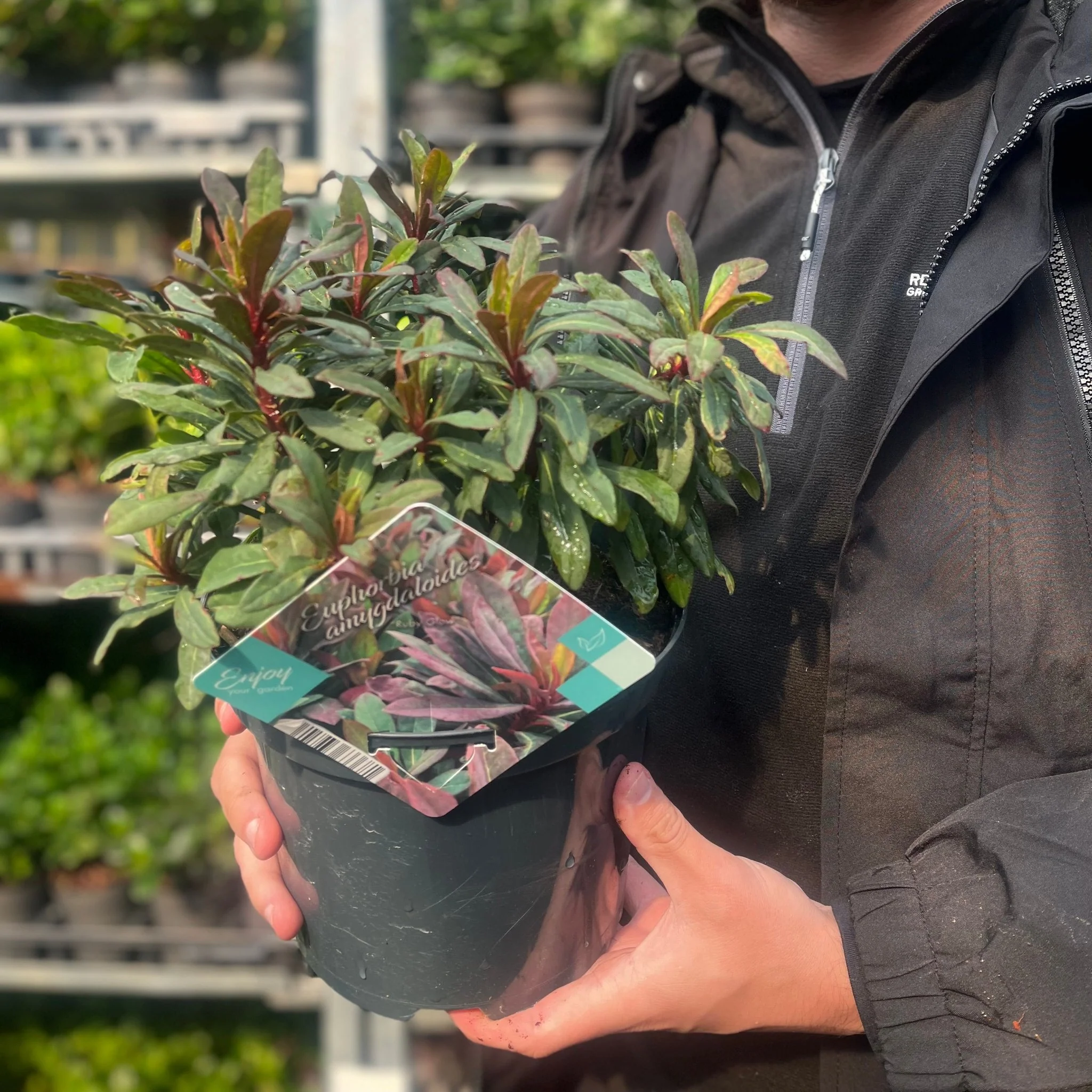 Euphorbia amygdaloides 'Ruby Glow' 3L