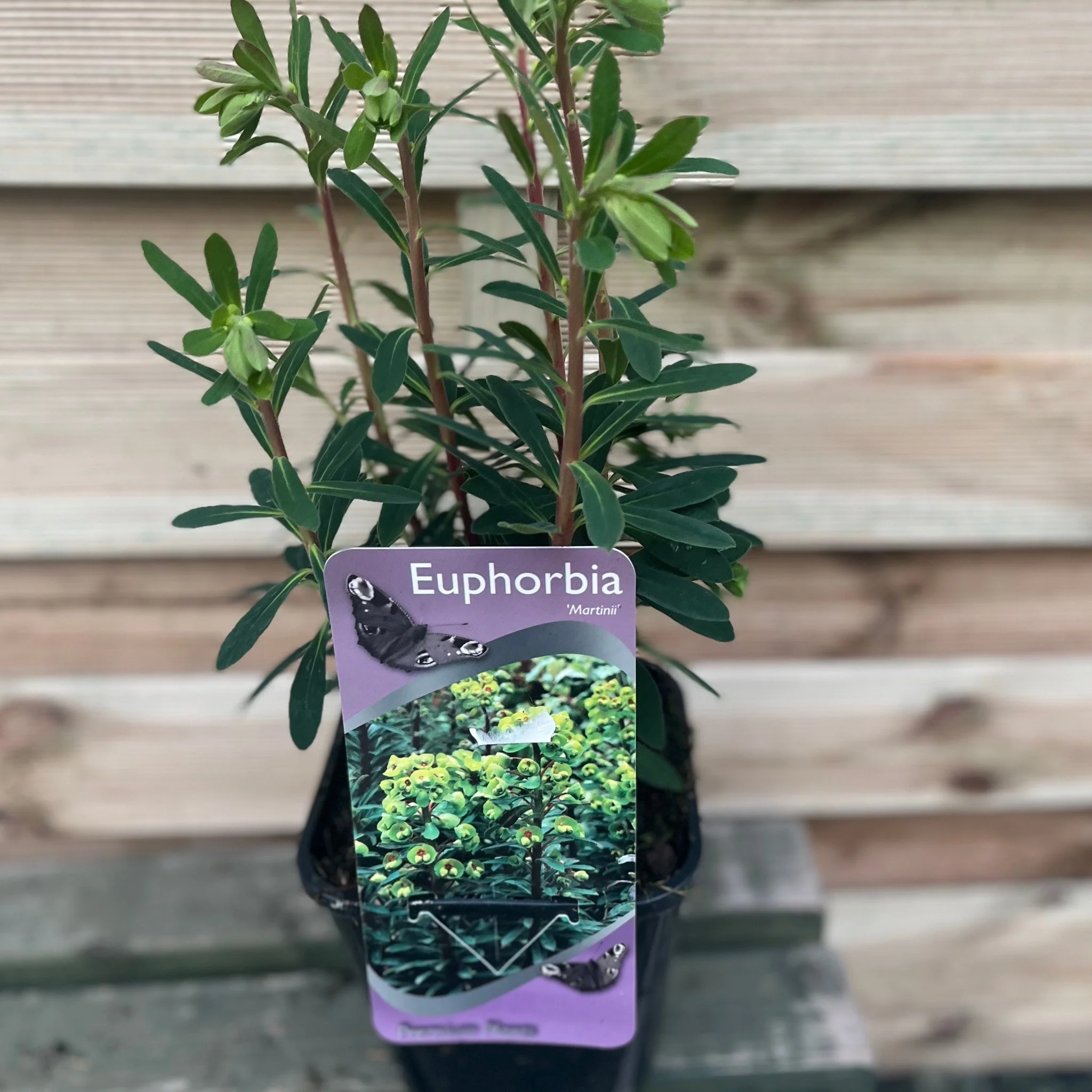Euphorbia x martinii 2L - Image 4