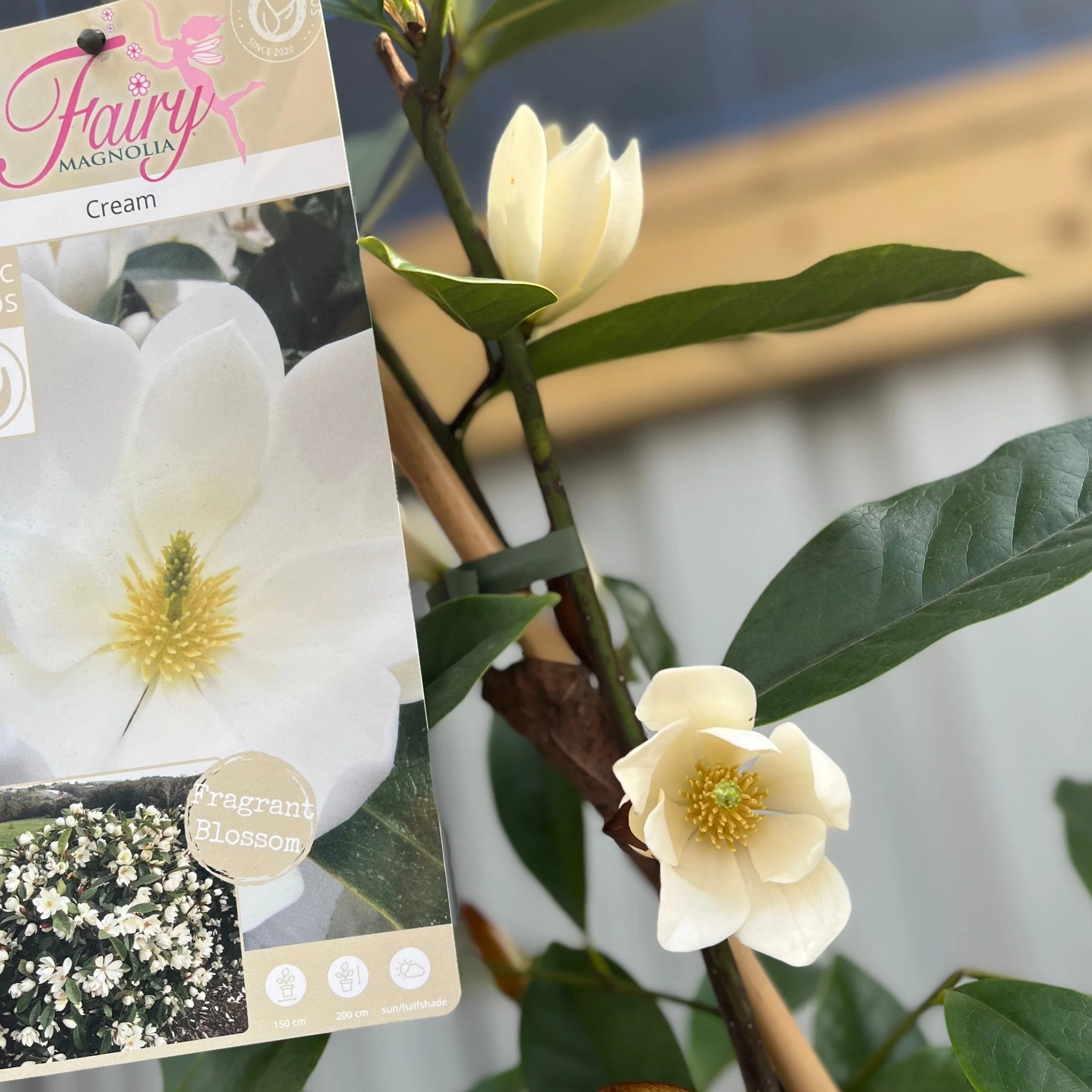Evergreen Magnolia | Fairy Magnolia 'Honey Velvet' | 60-70cm, 70-80cm - Image 2