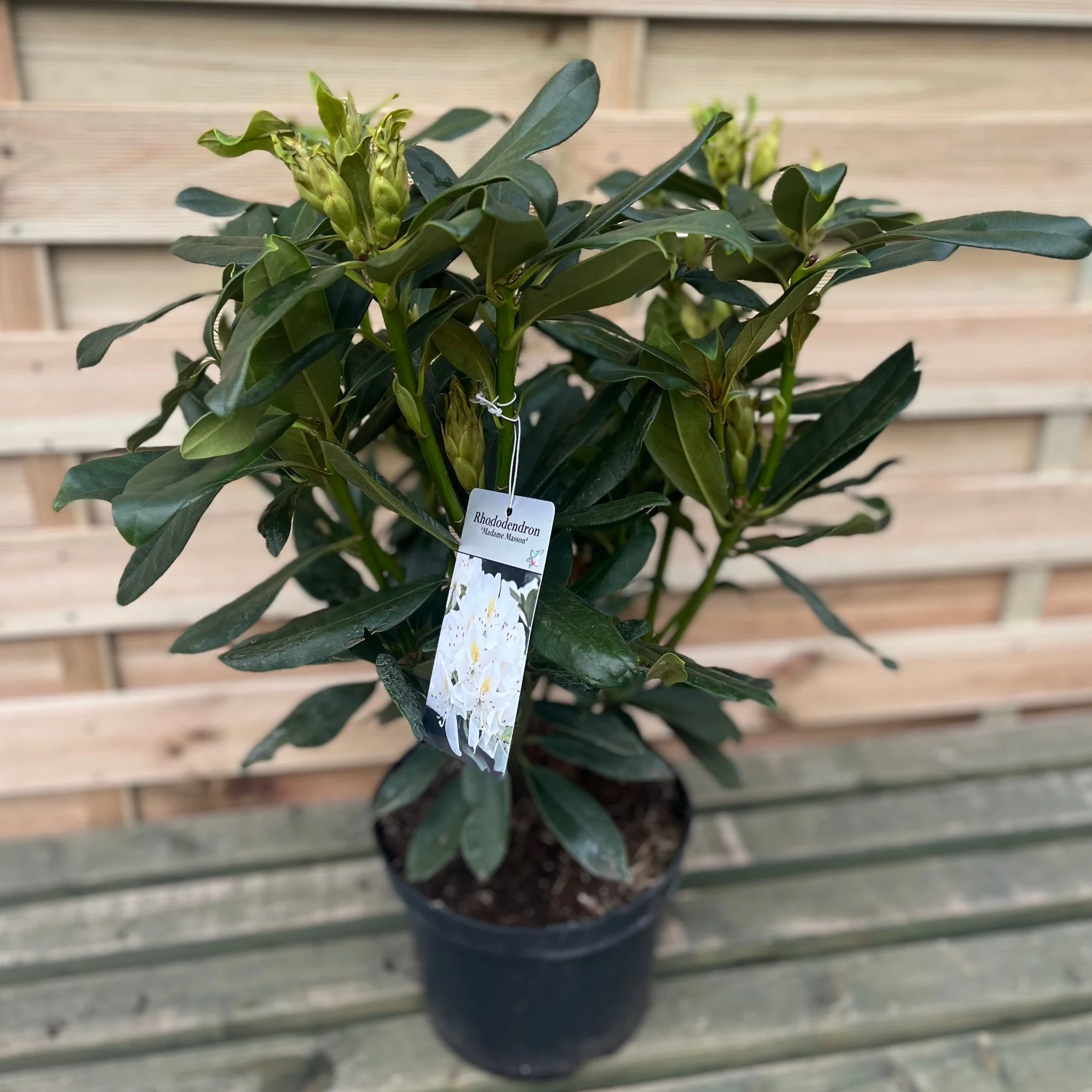 Evergreen Shrub Ready-Made Border - Image 4