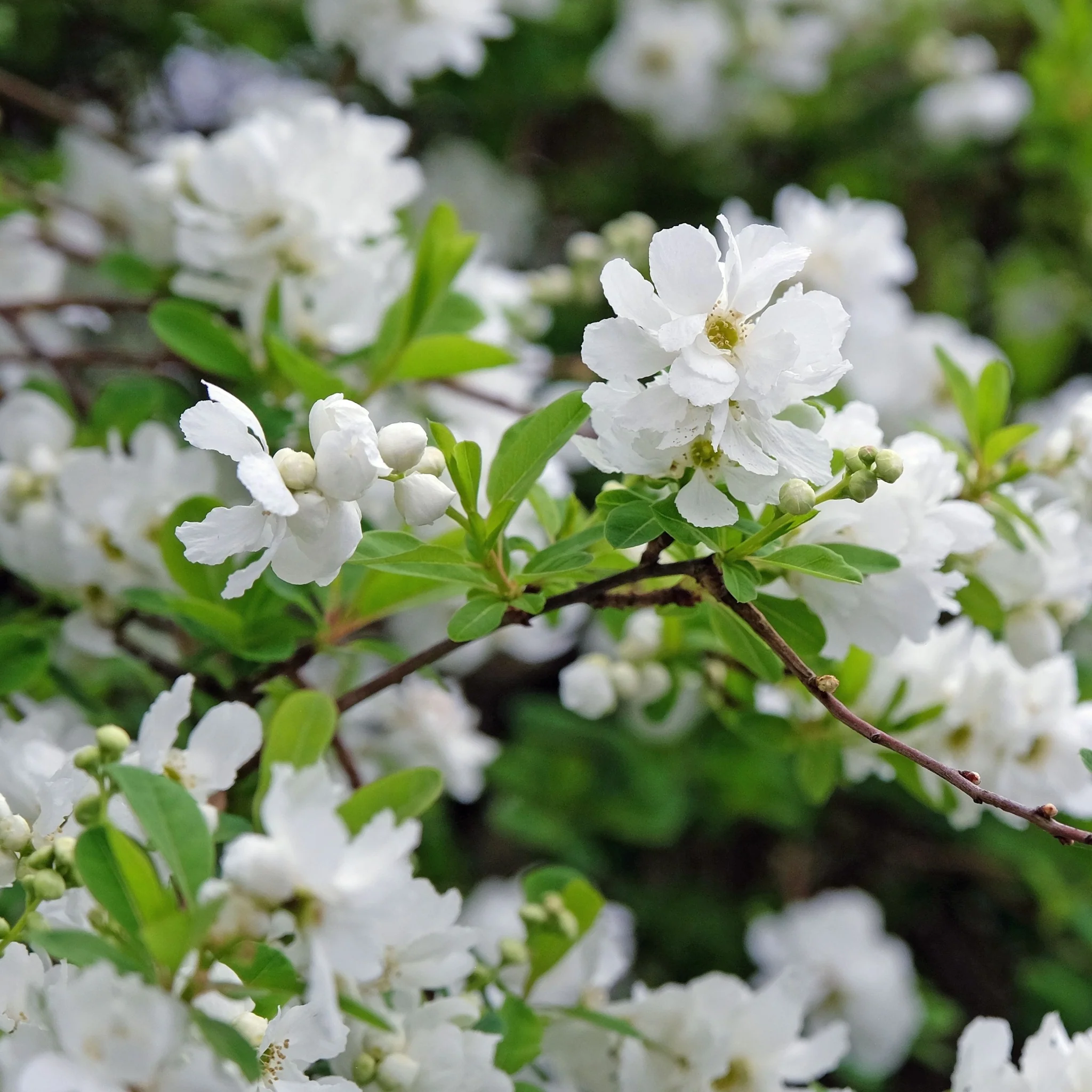 Exochorda macrantha 'The Bride' 9cm / 2L - Image 3