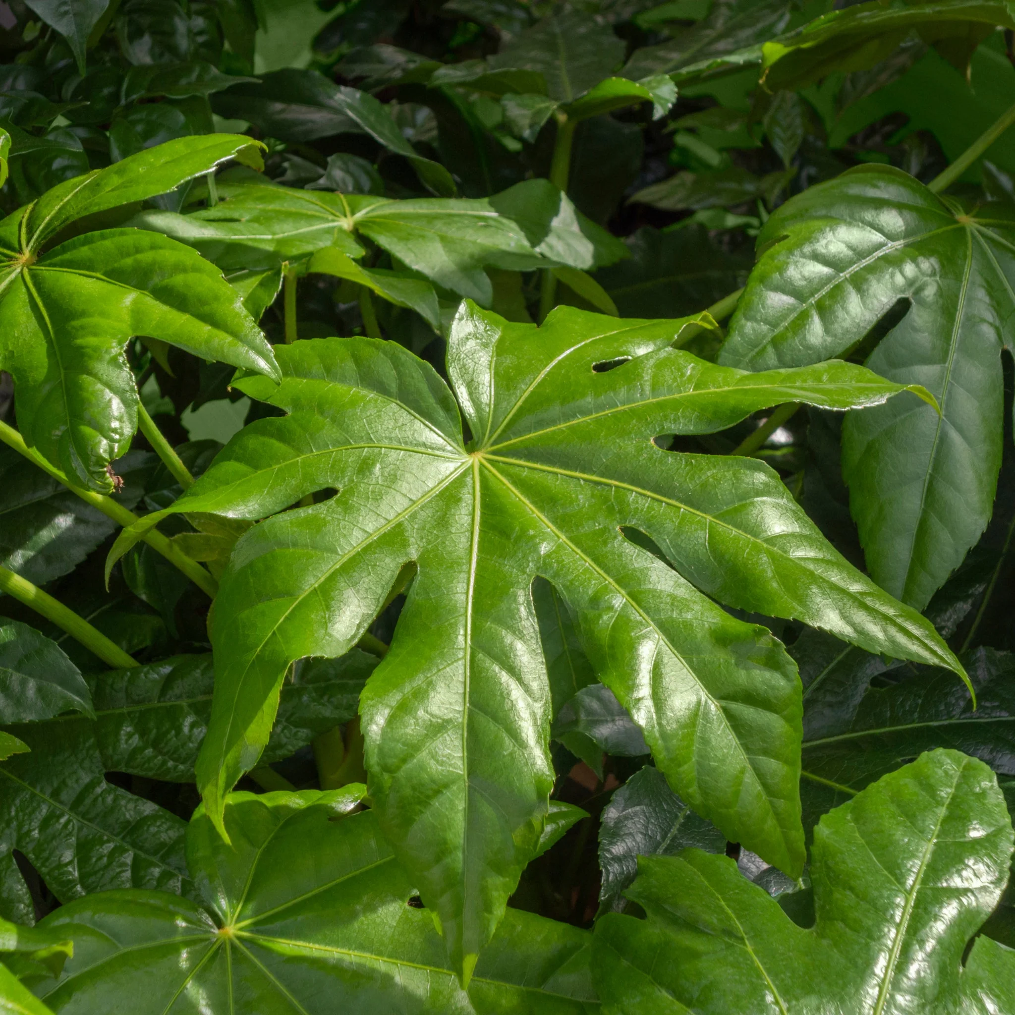 Fatsia japonica 9cm-5L - Image 7