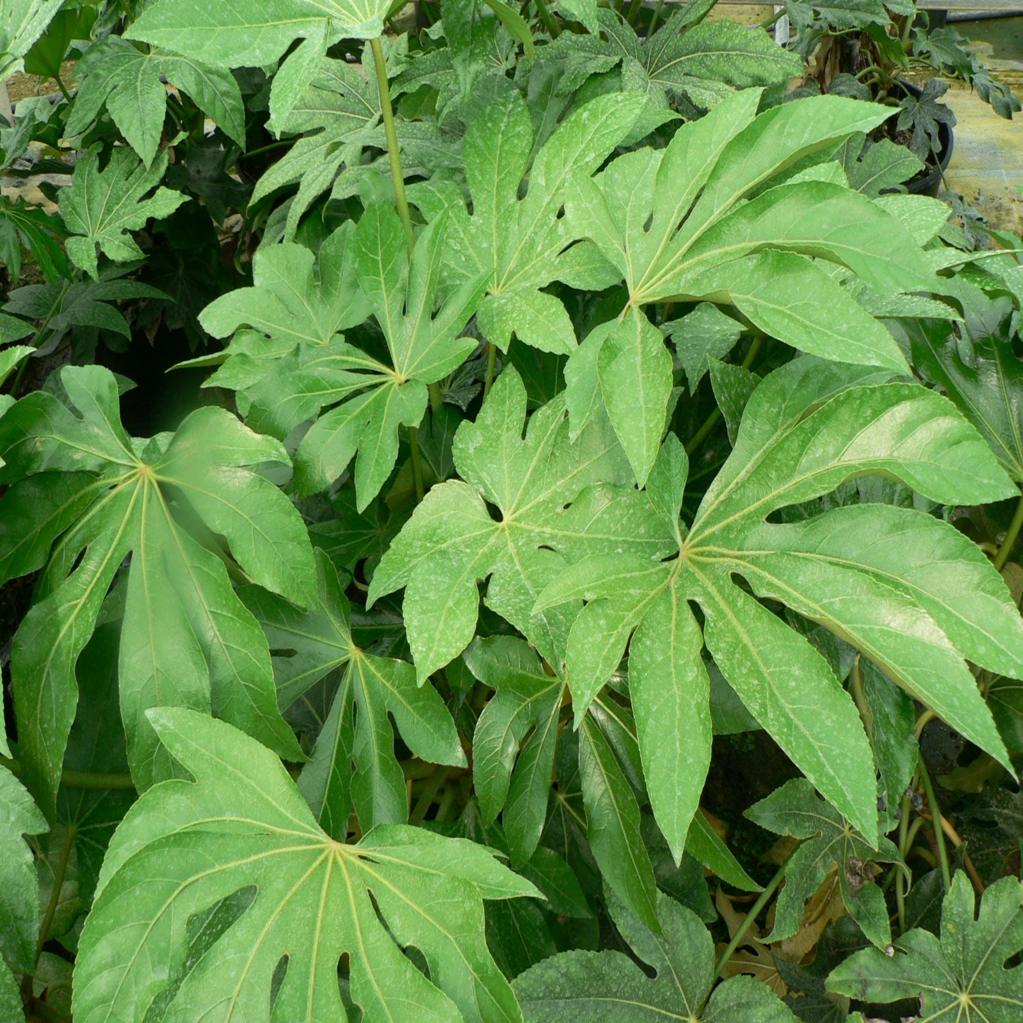 Fatsia japonica 9cm-5L - Image 9