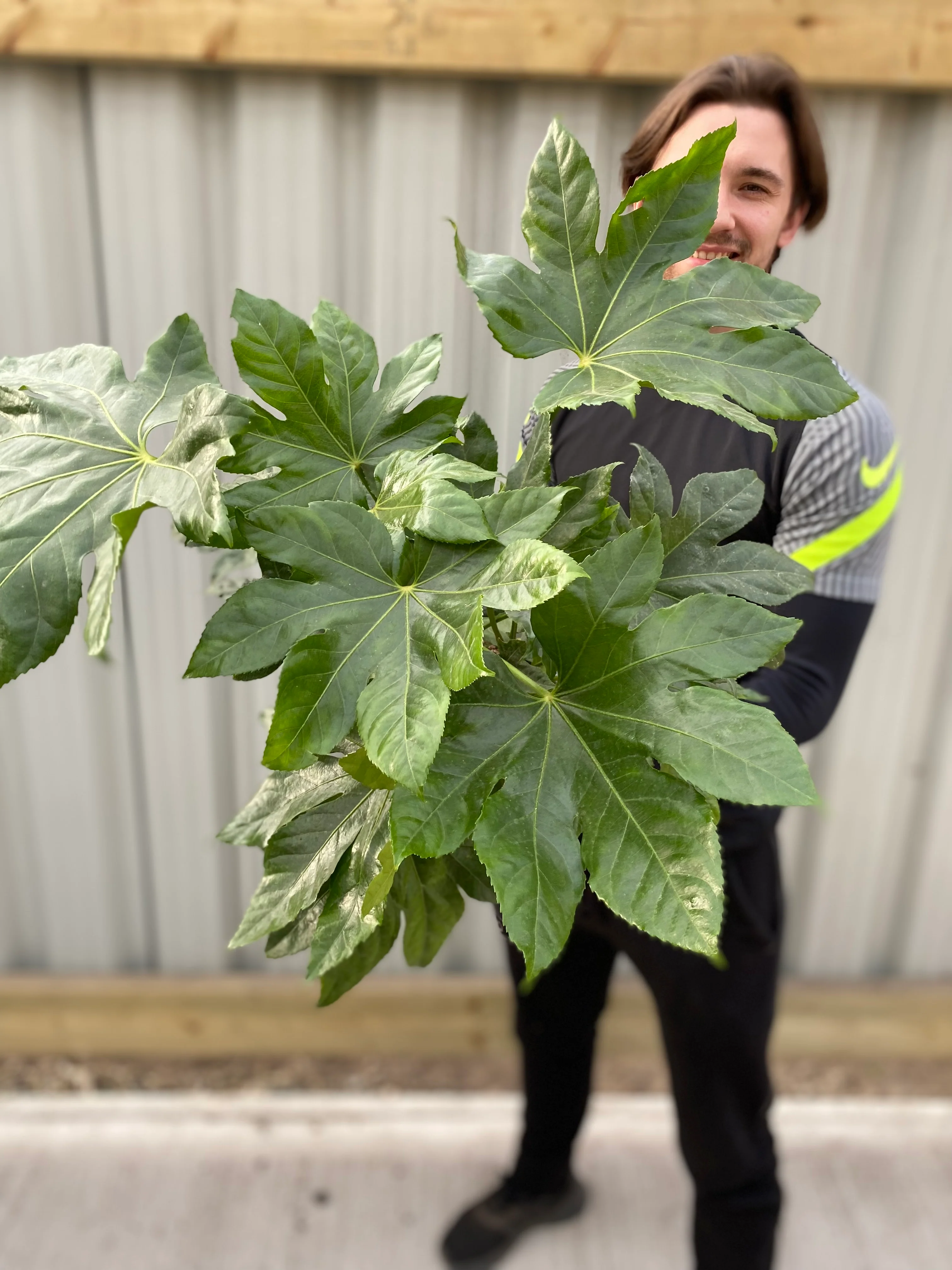 Fatsia japonica 70-80cm (3L) - Image 6