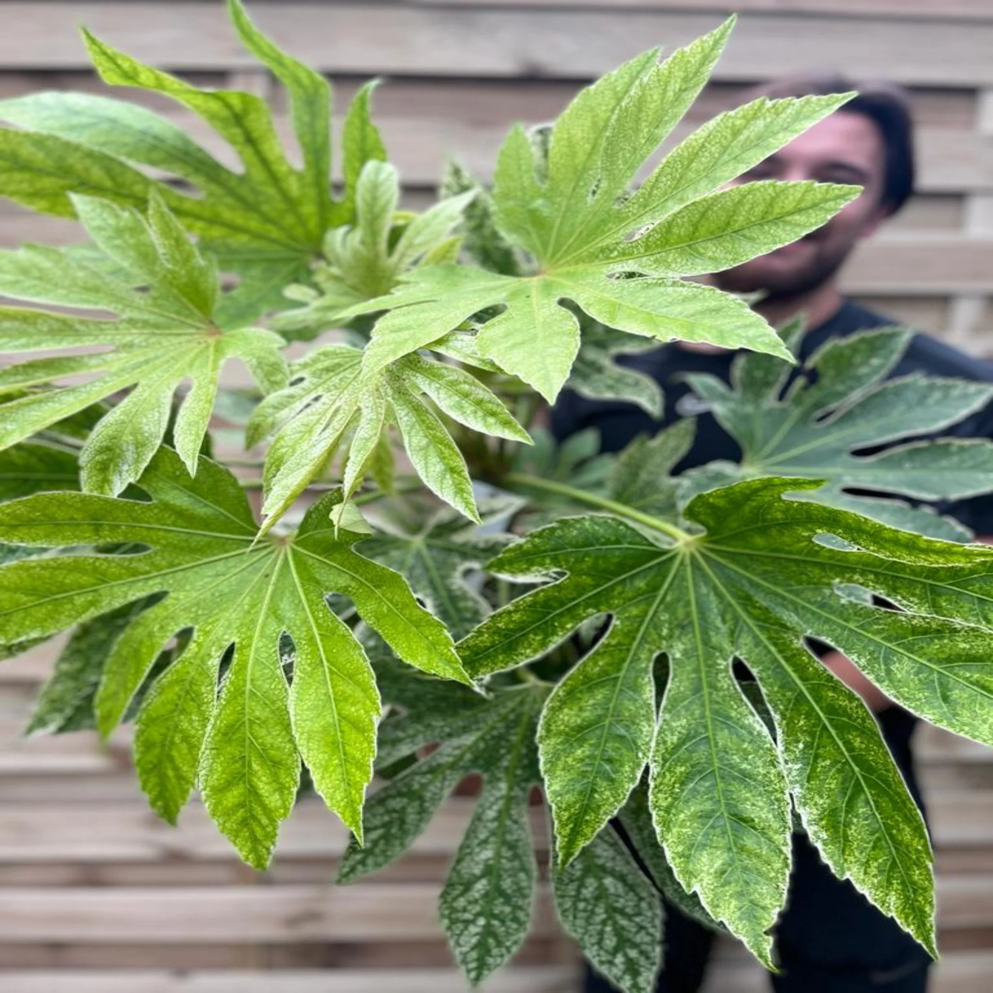 Fatsia japonica 'Spider's Web' 9cm-7.5L - Image 7