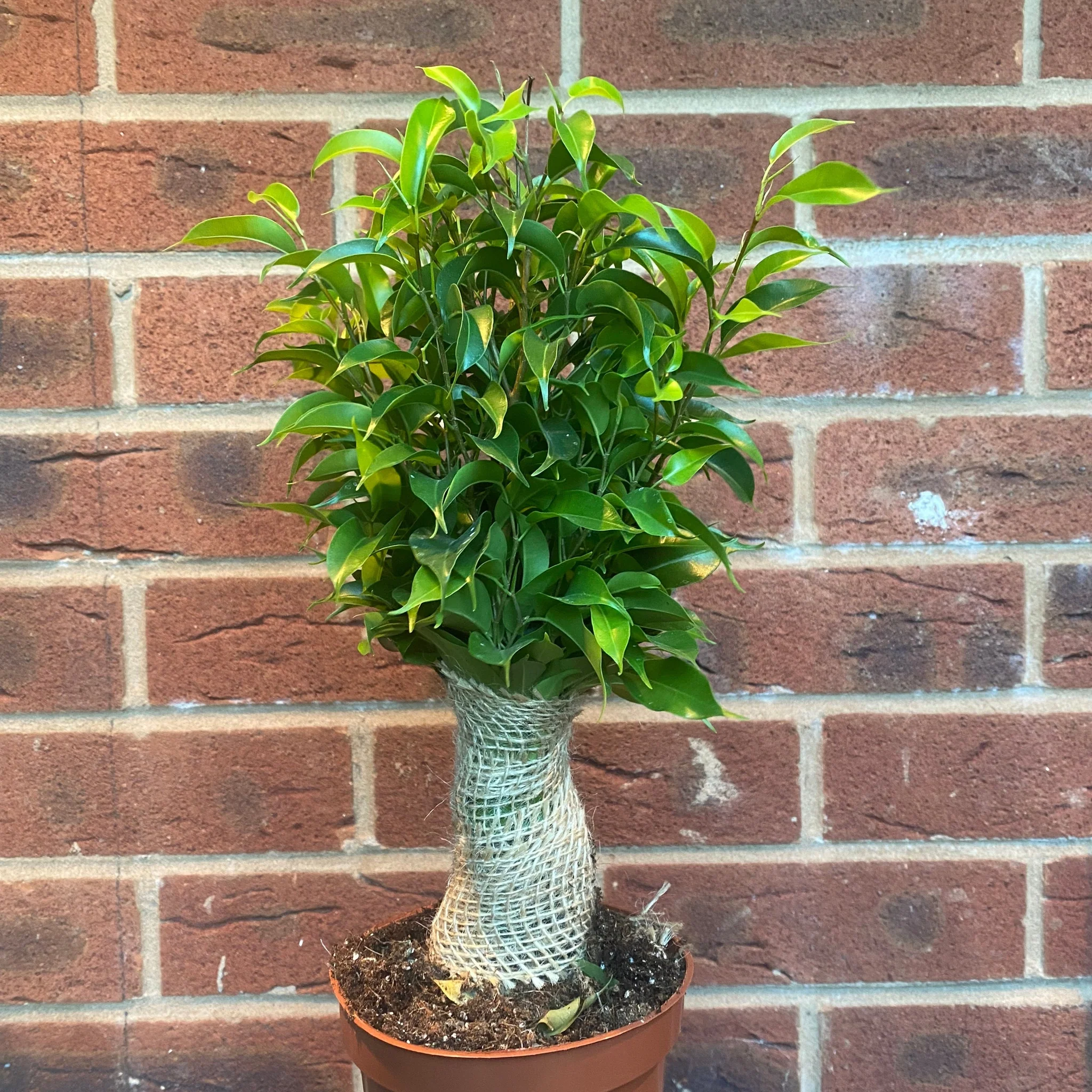 Ficus Natasja Kinky Jute Tree 30-35cm - Image 3