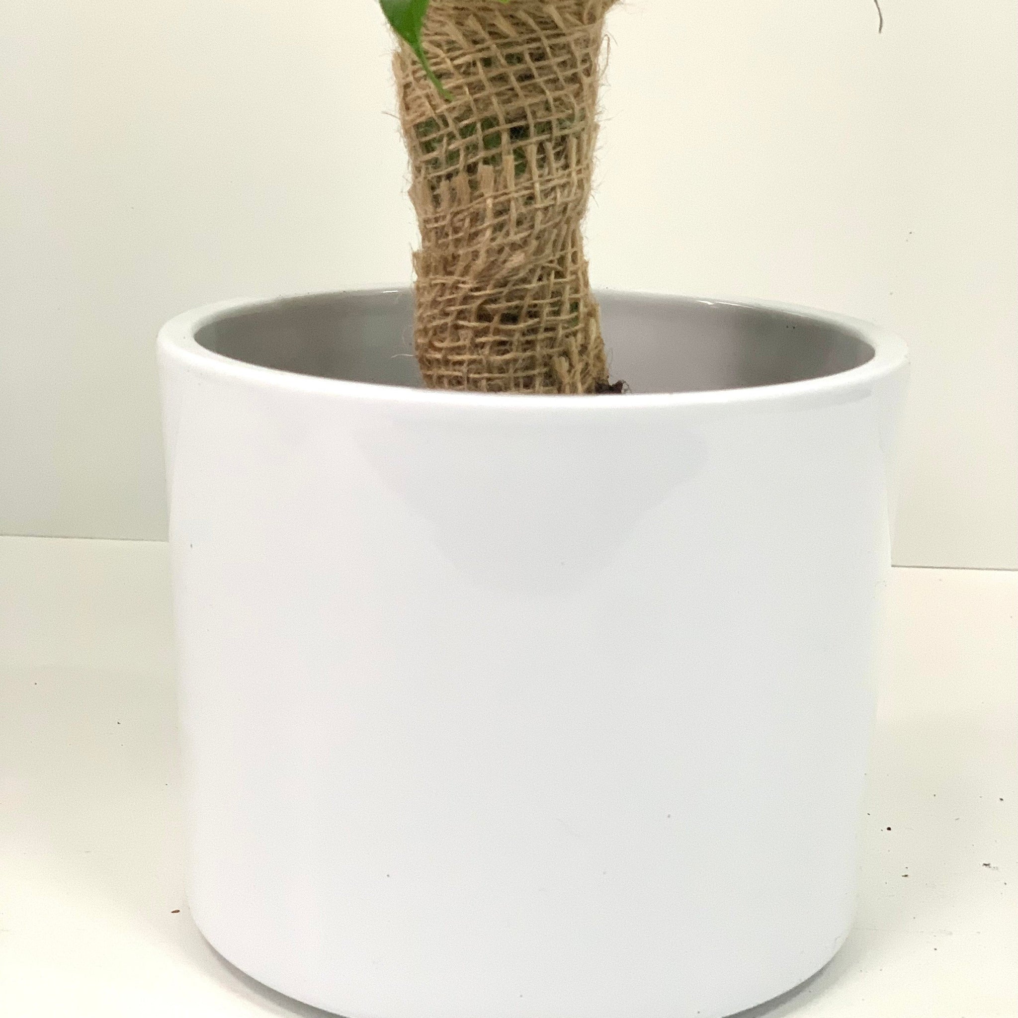 Ficus Natasja Kinky Jute Tree 30-35cm - Image 5