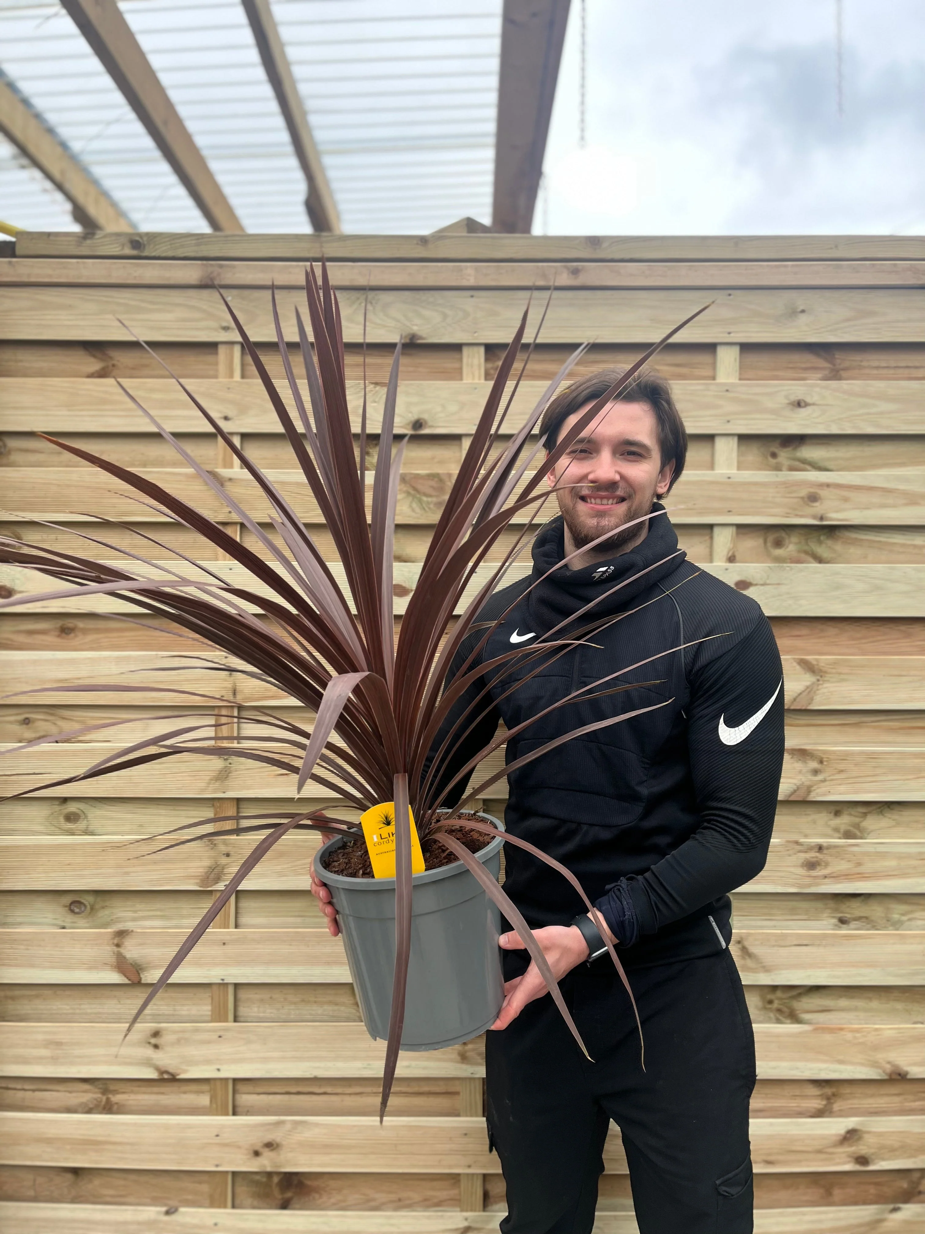 Cordyline australis Red Star | 1m - Image 2