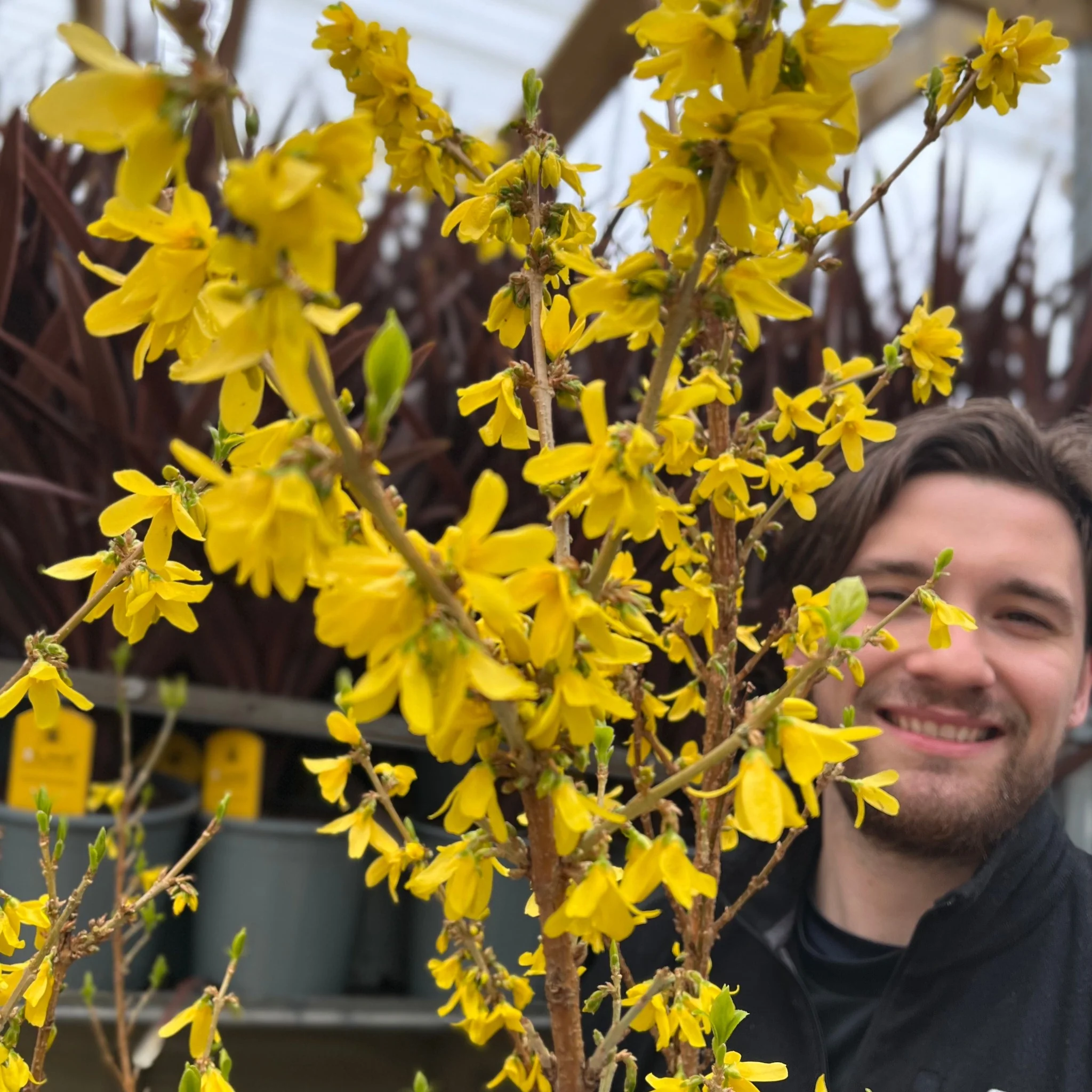 Forsythia x intermedia 'Mikador' 5L - Image 4