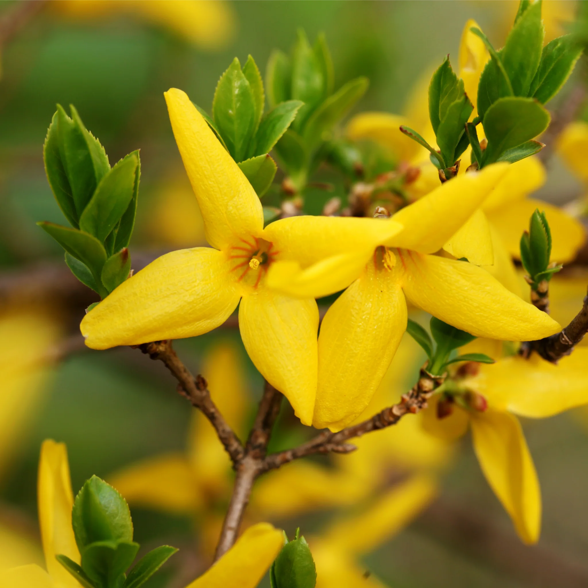 Forsythia x intermedia 'Weekend' 1L - Image 2