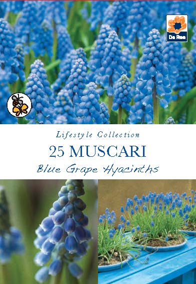Fragrant/Scented Bulb Mix (40+ Bulbs) - Image 2