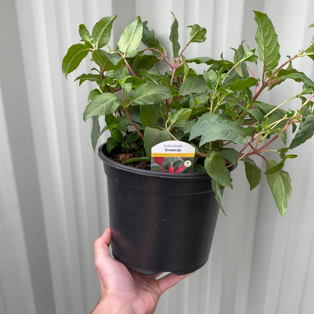 Hardy Fuchsia 'Snowcap' 9cm / 3L - Image 2