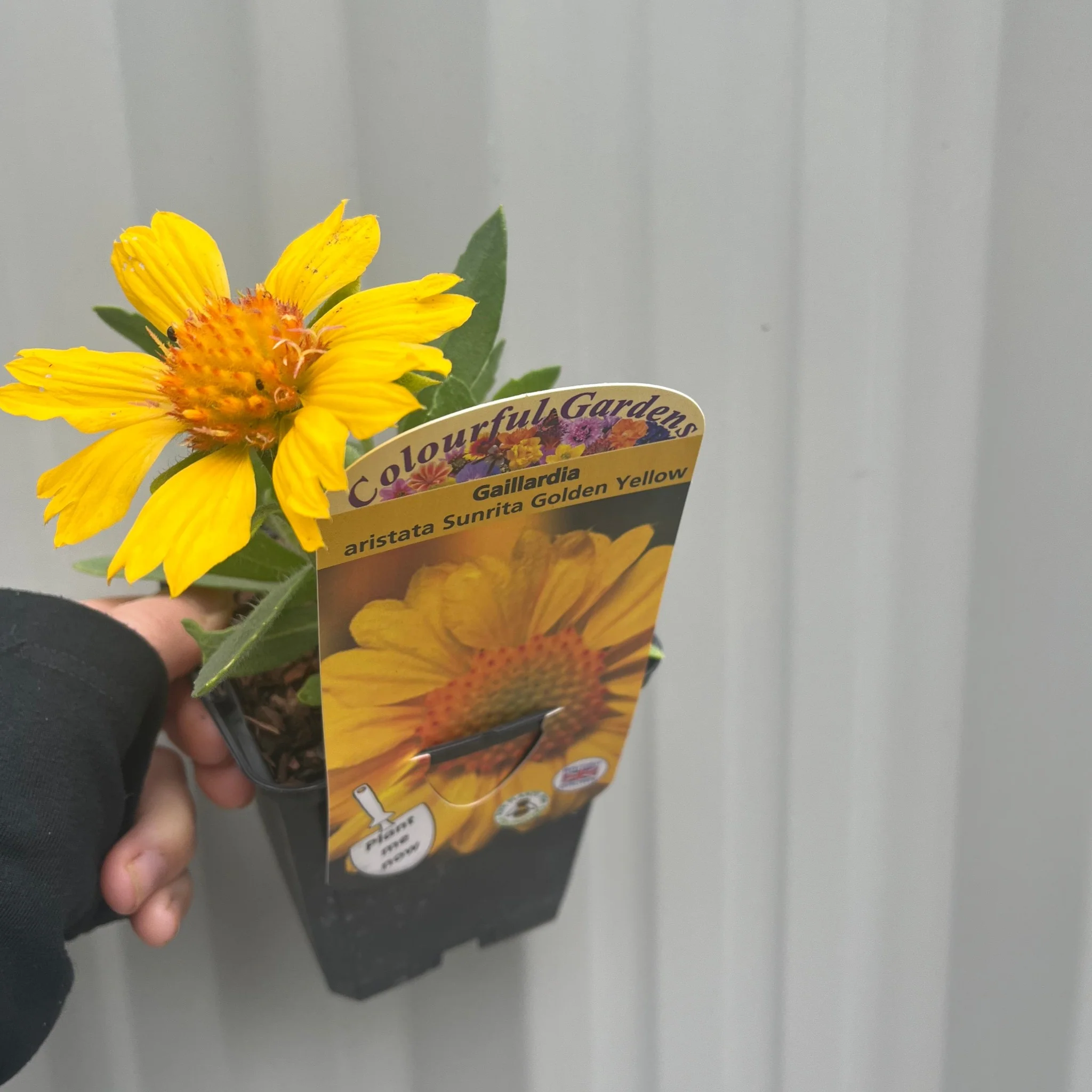 Gaillardia aristata 'Sunrita Golden Yellow' 9cm Pot - Image 2