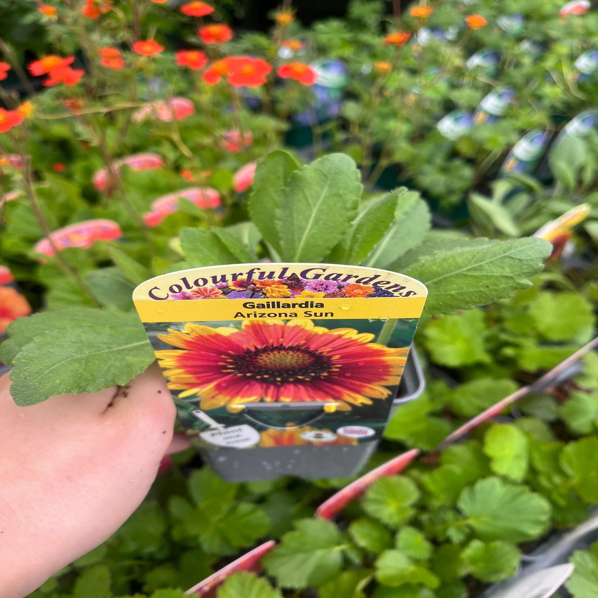 Gaillardia 'Arizona Sun' 9cm/2L - Image 3