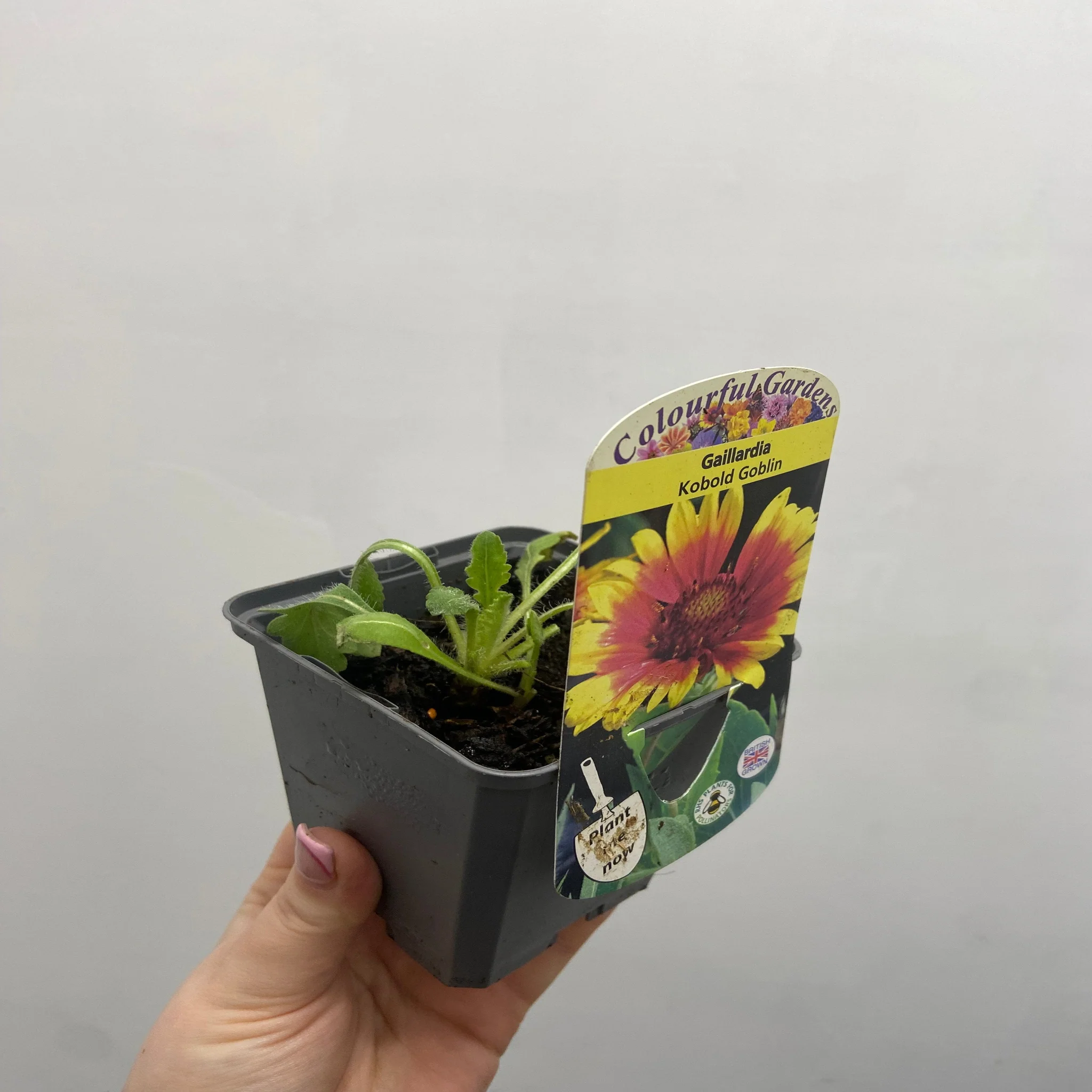 Gaillardia 'Kobold Goblin' 9cm - Image 3