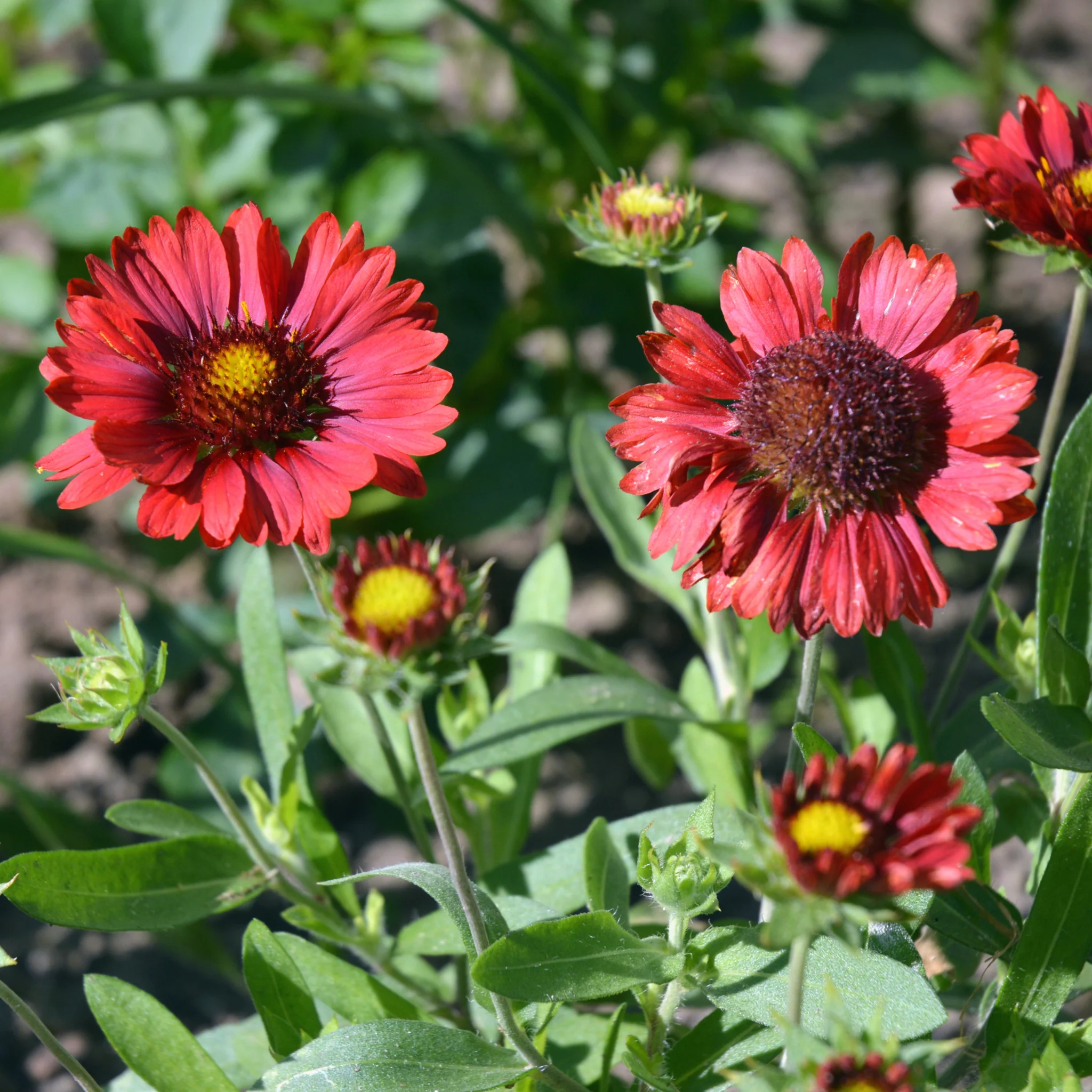 Gaillardia 'Burgunder' 9cm Pot - Image 2