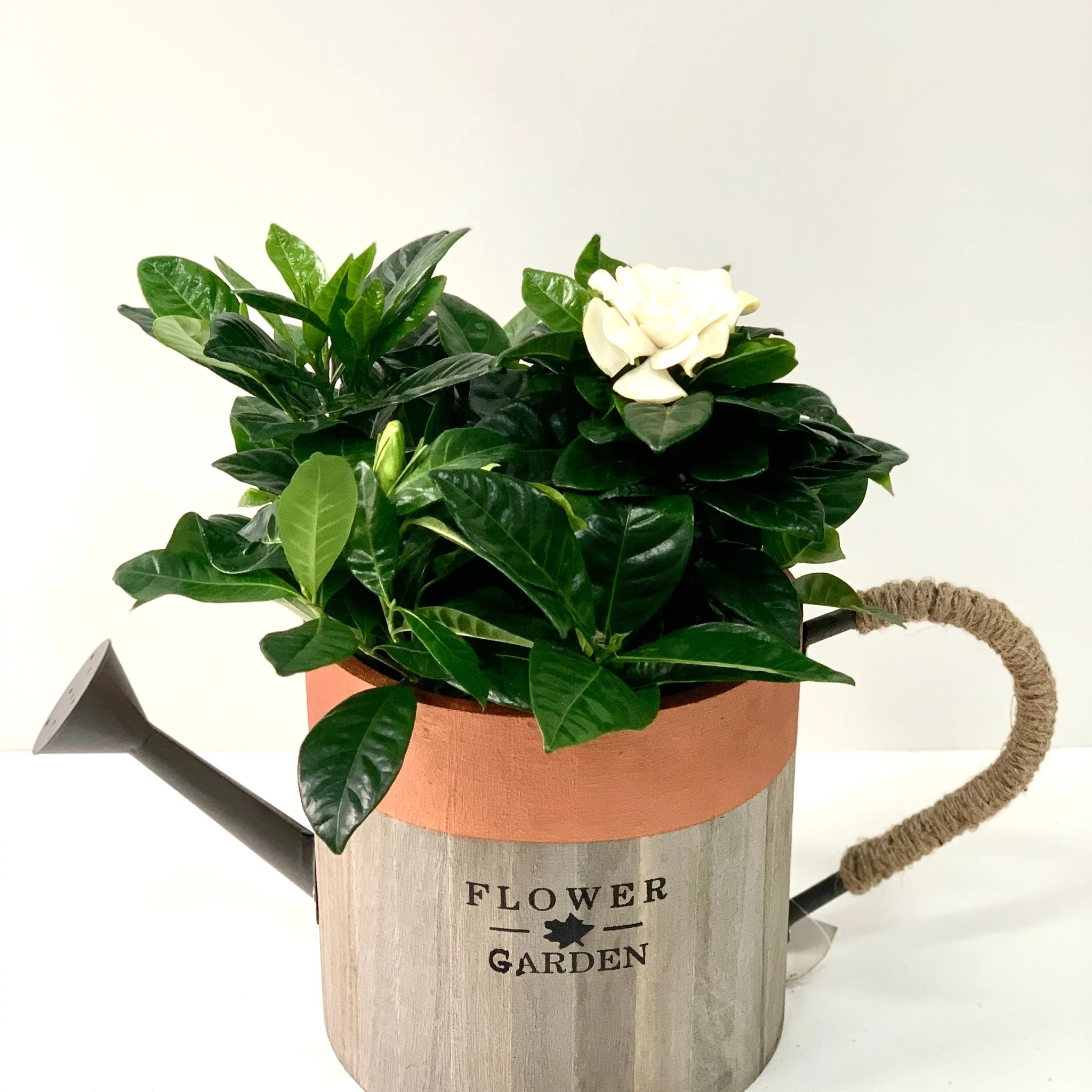 Gardenia Jasminoides | 1.5L Growers Pot - Image 4