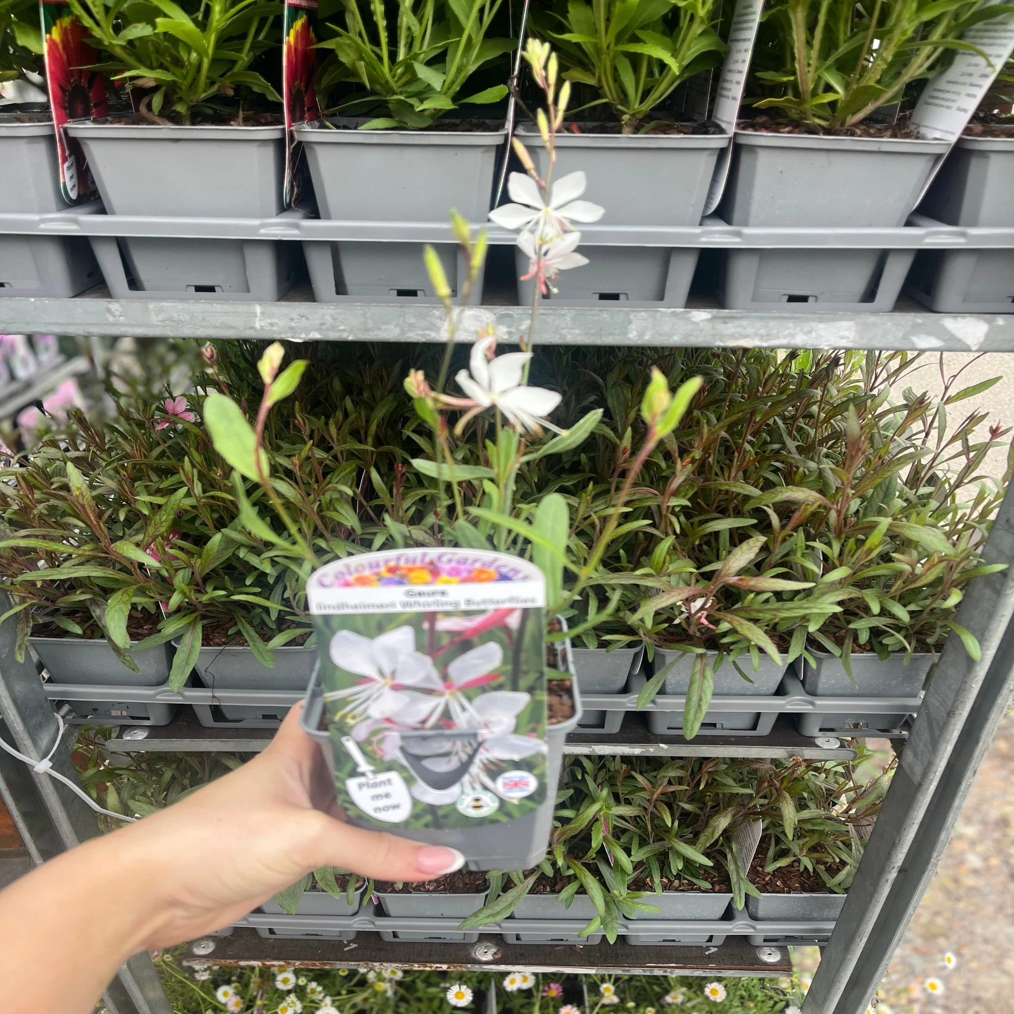 Gaura 'Whirling Butterflies' 9cm/2L - Image 3
