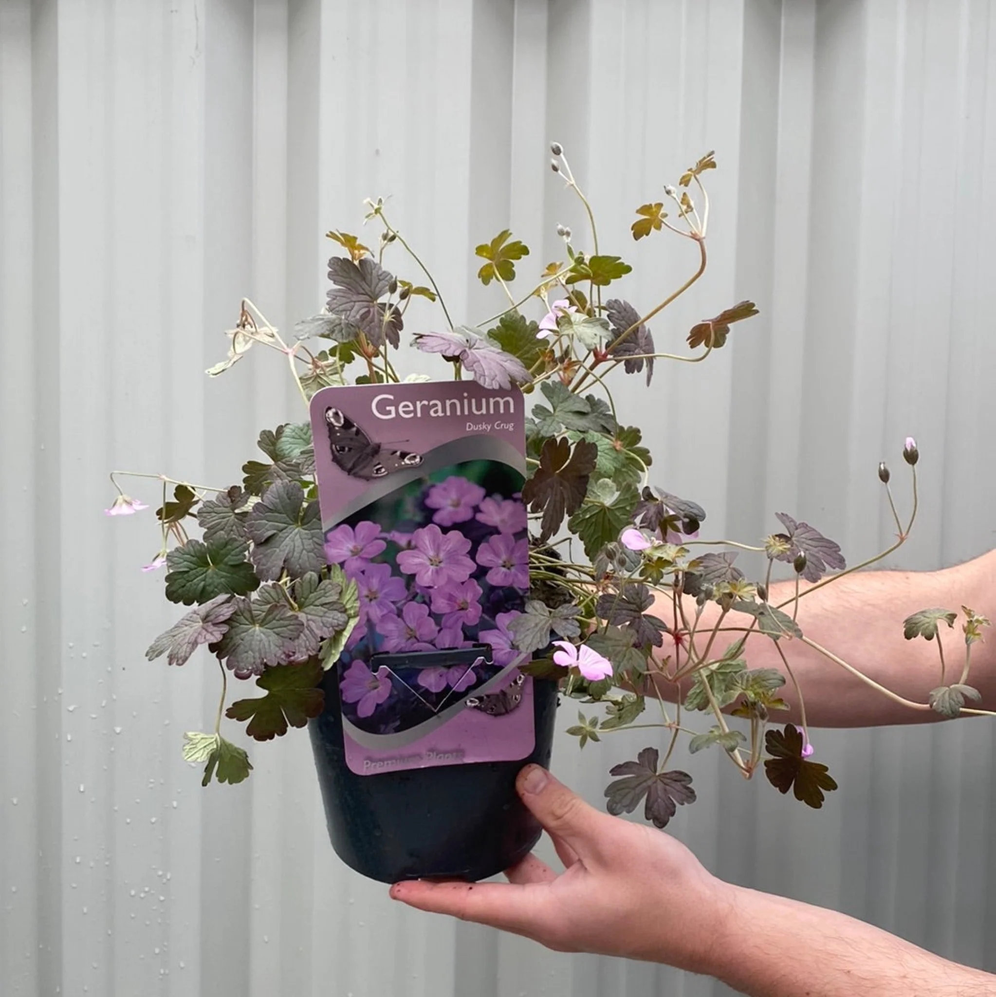 Geranium 'Dusky Crug' 2L - Image 2