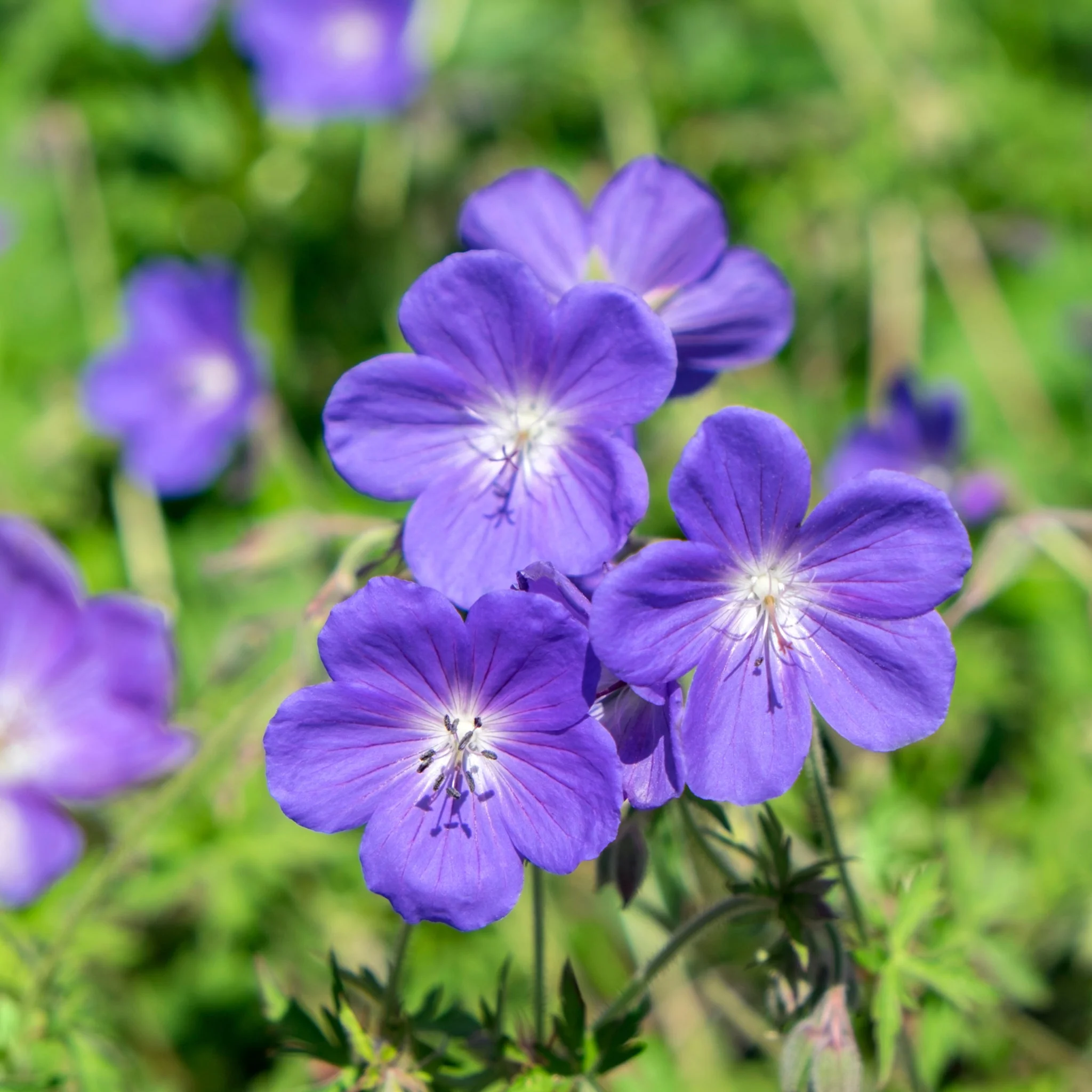 Geranium 'Bloom Me Away' 1.5L