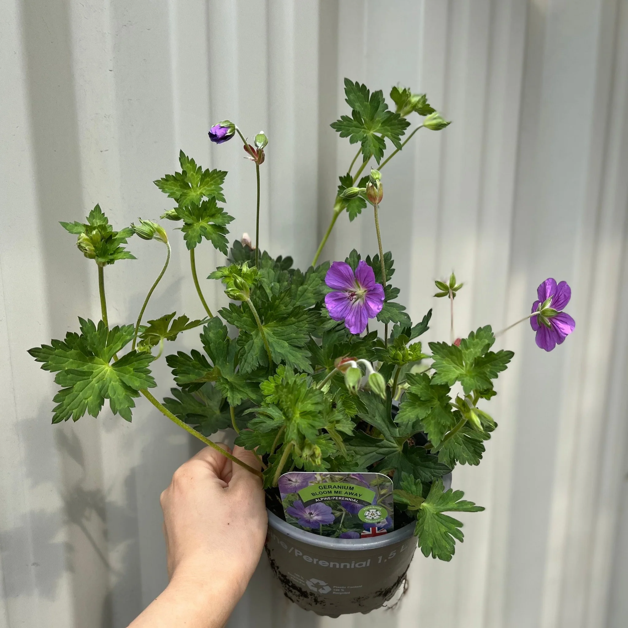 Geranium 'Bloom Me Away' 1.5L - Image 2