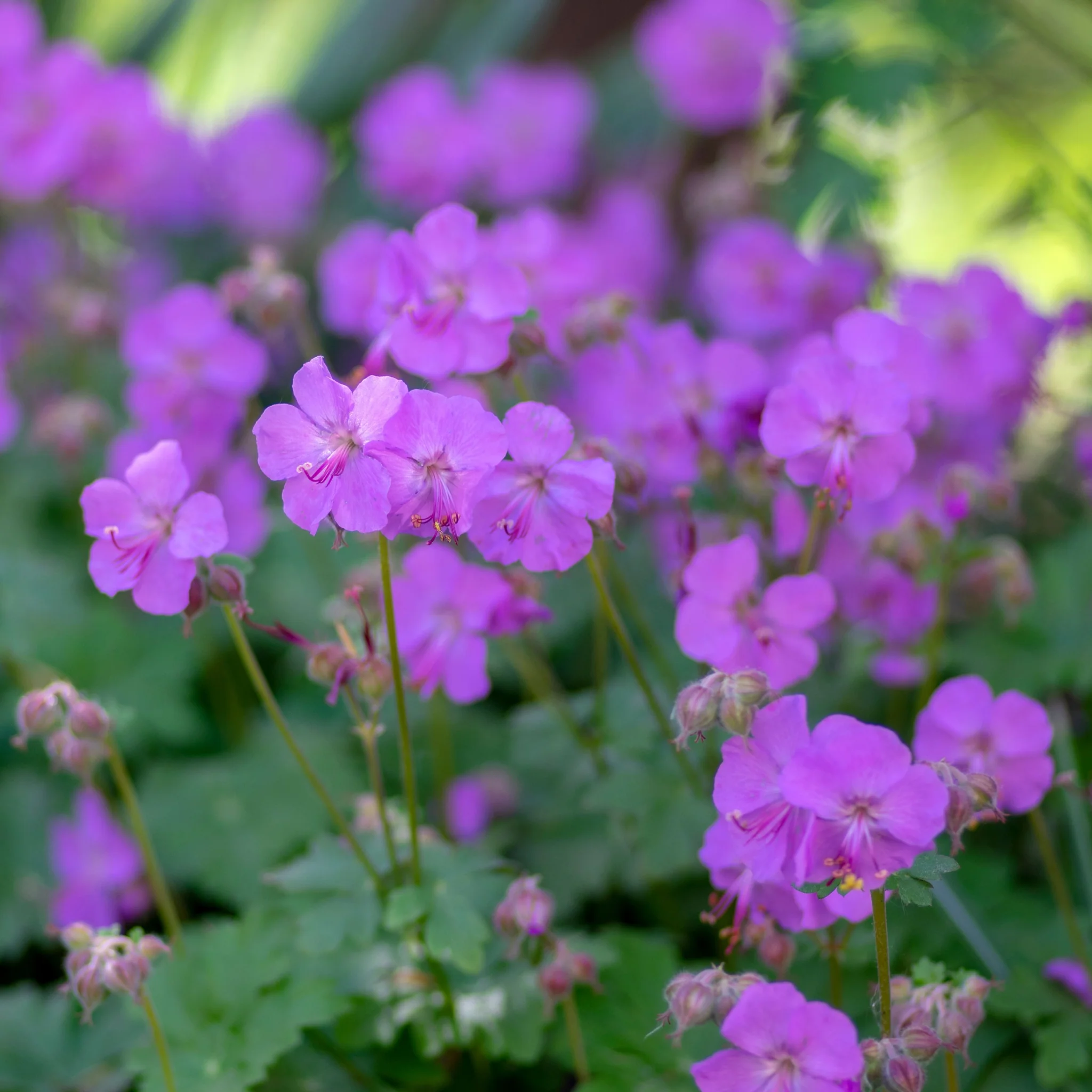 Geranium 'Karmina' 9cm / 2L - Image 3