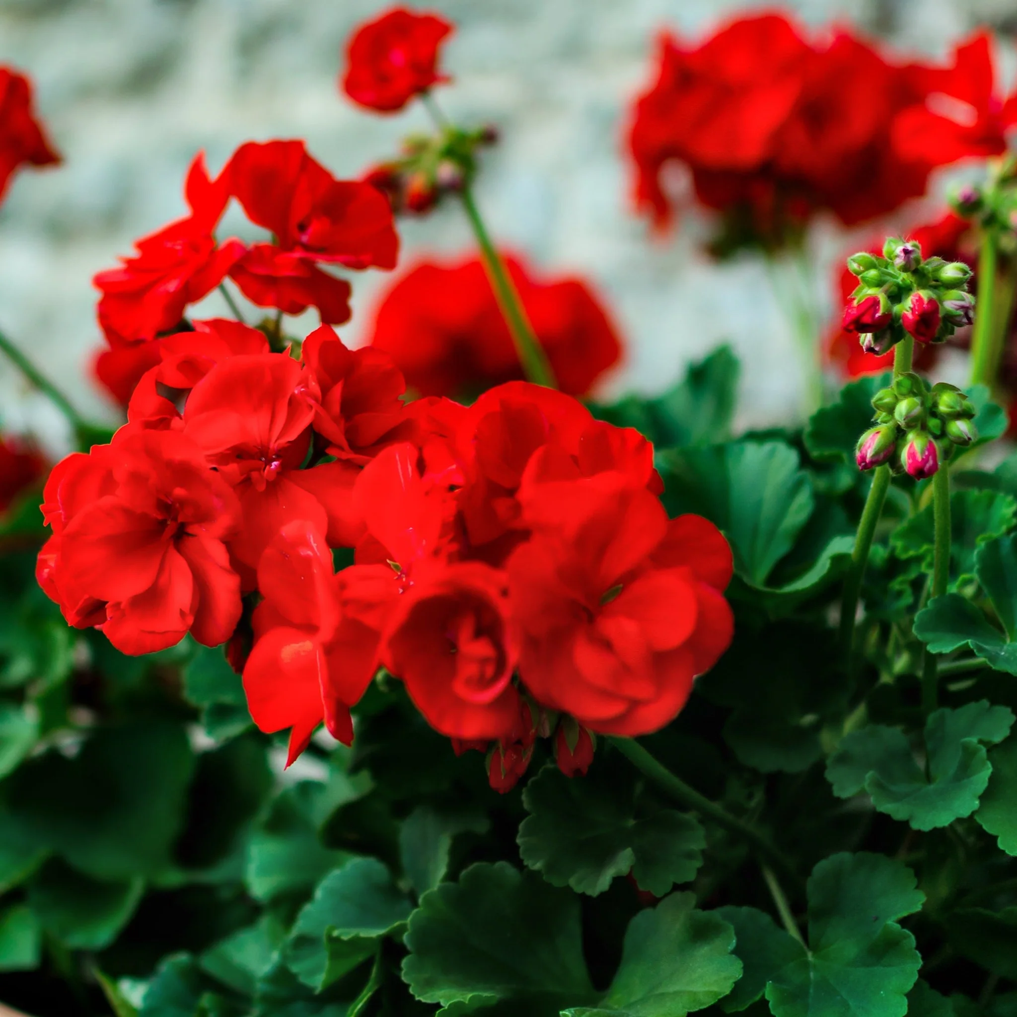 Geranium Red 1.5L